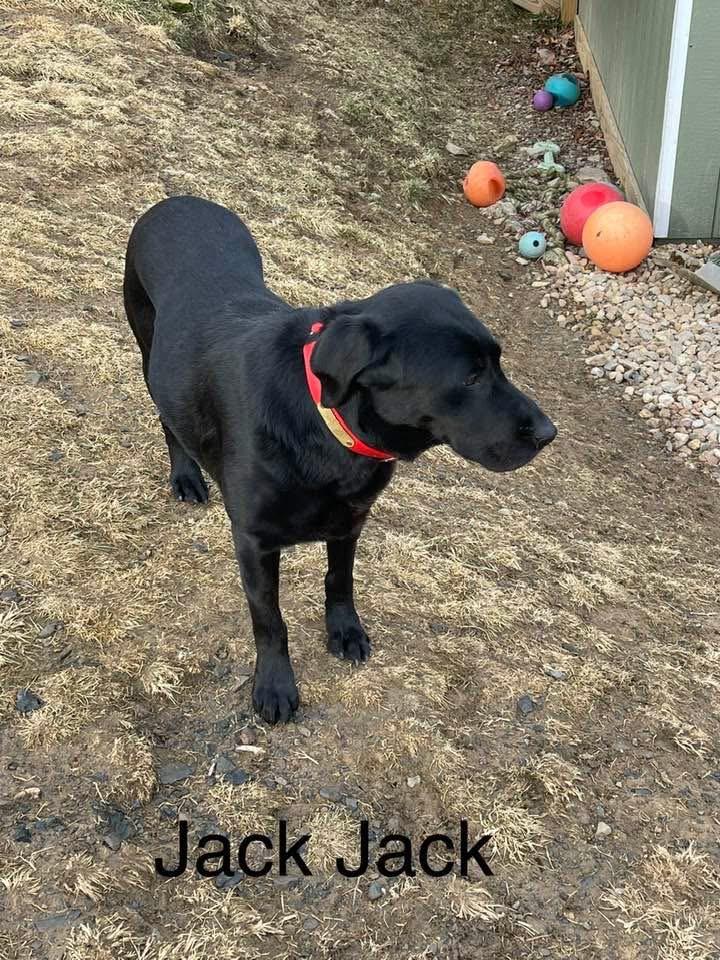 Jack Jack, an adopted Labrador Retriever in Warrington, PA image 3/3