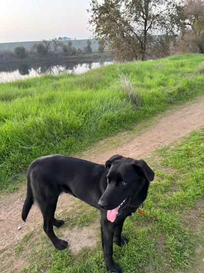 Bluegill, Adoptable, Young Male Labrador Retriever & Mixed Breed.