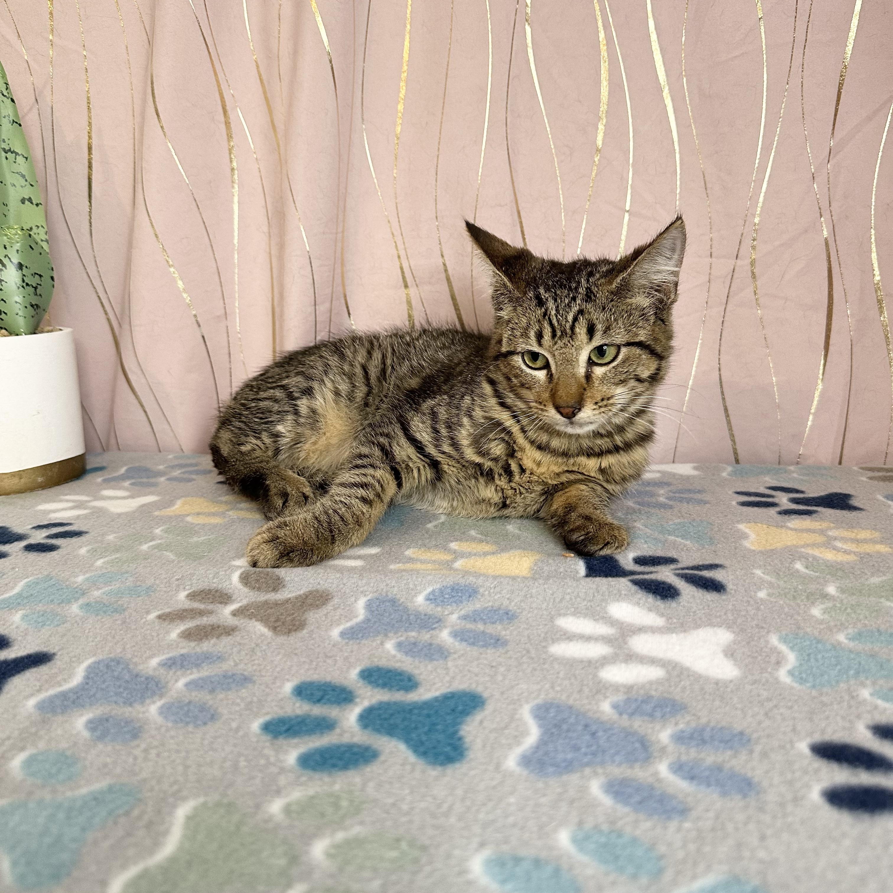 Frank — thumbnail 6