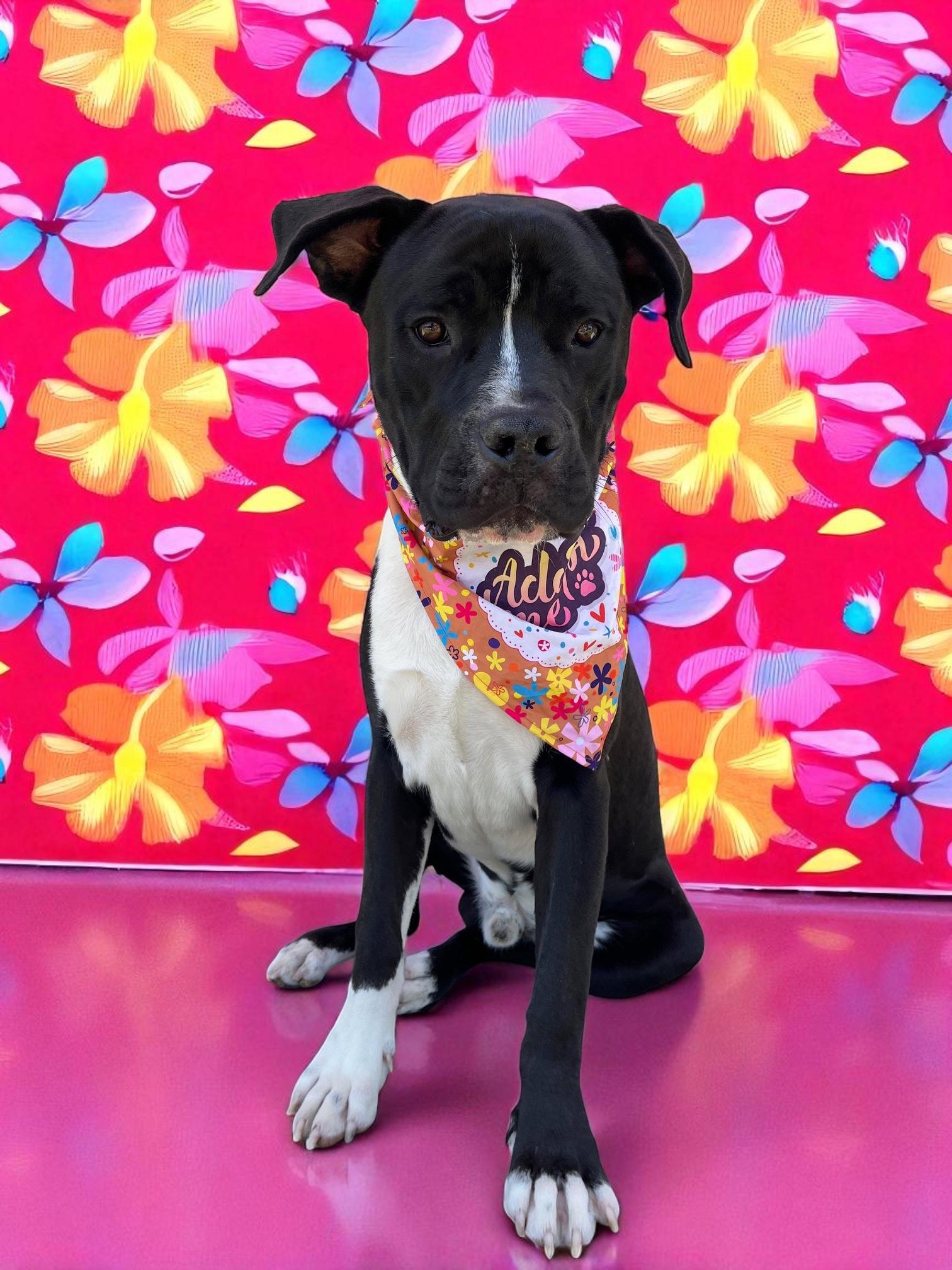 Moose-ADOPT Me!! photo 1