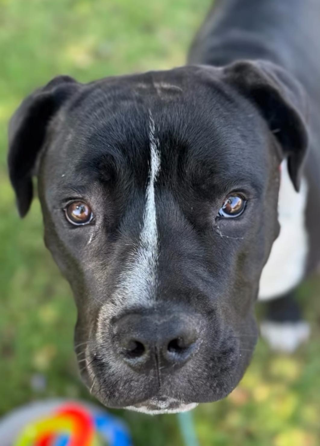 Moose-ADOPT Me!! photo 4