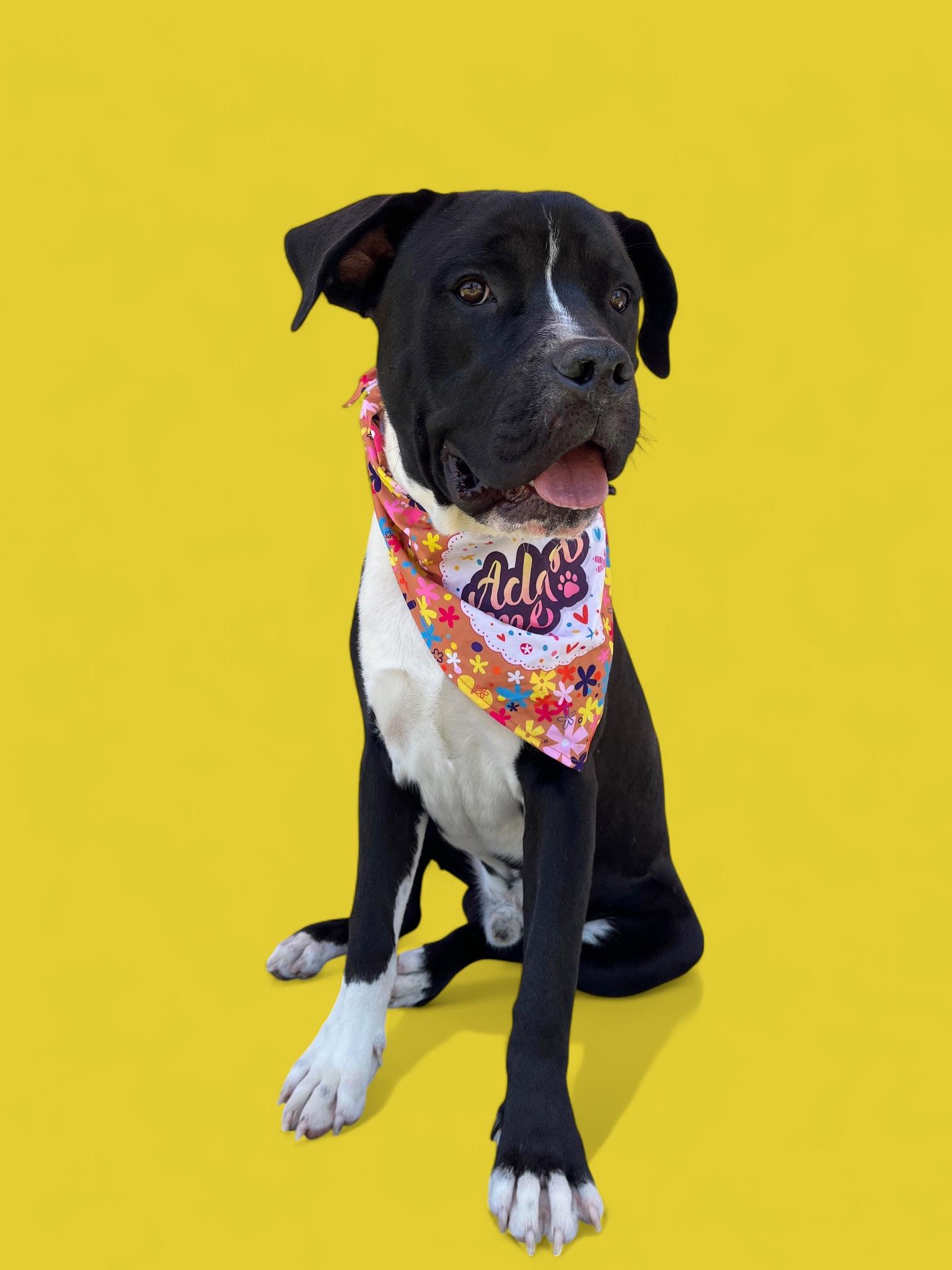 Moose-ADOPT Me!! photo 5