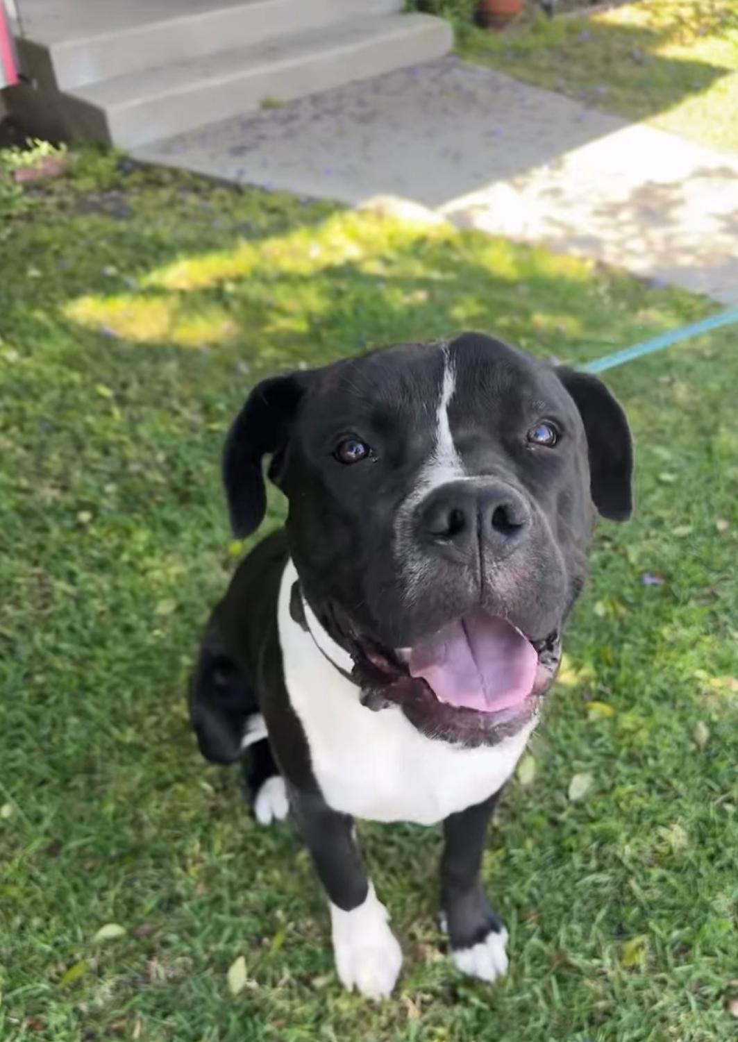 Moose-ADOPT Me!! photo 3