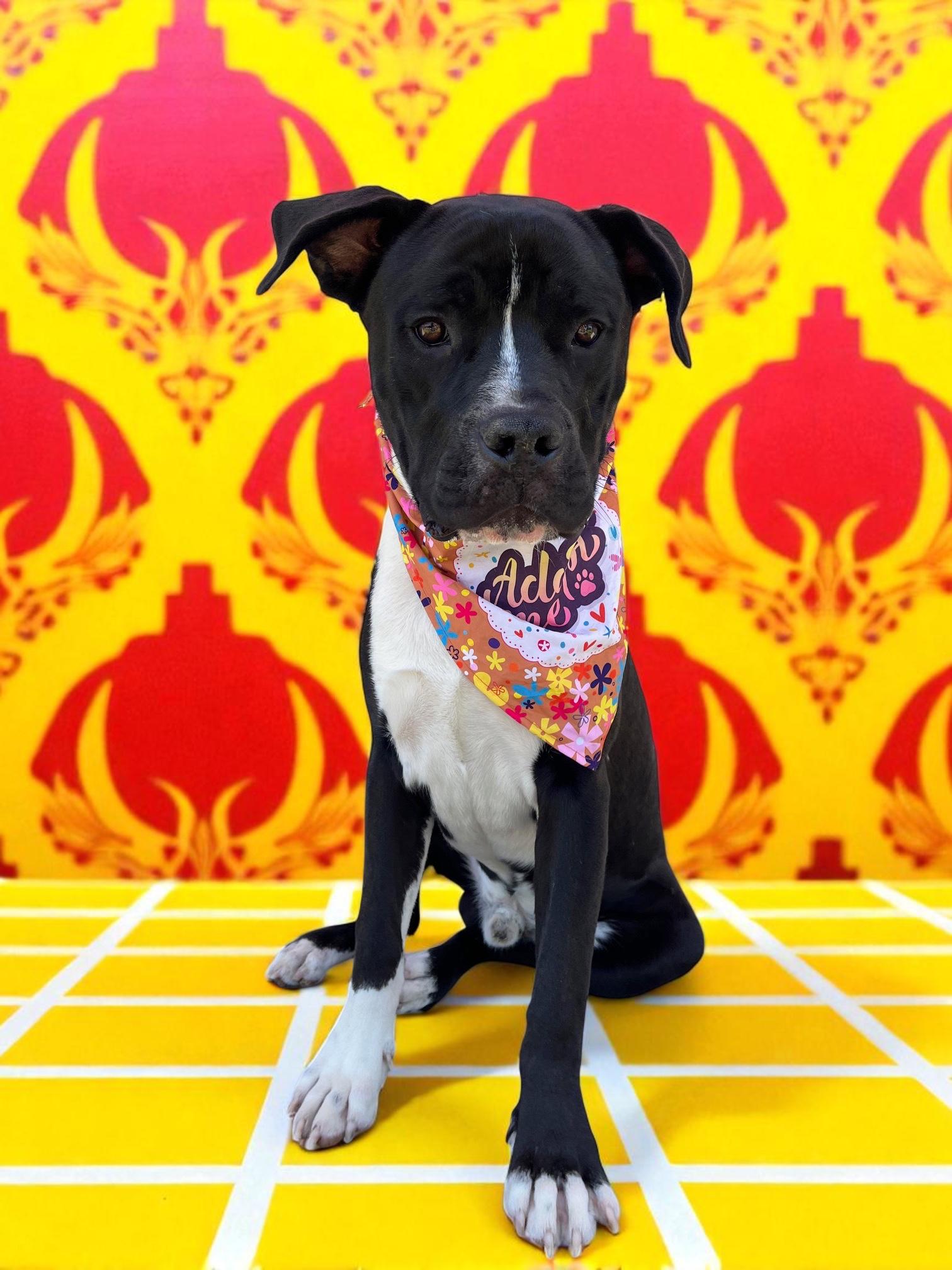 Moose-ADOPT Me!! photo 6