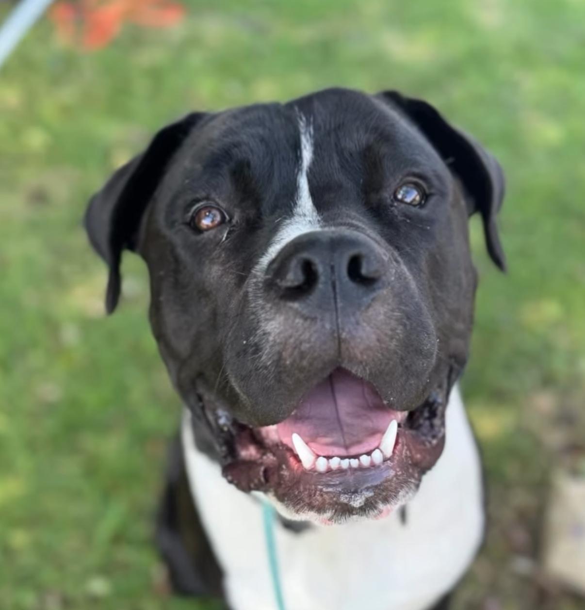 Moose-ADOPT Me!! photo 2