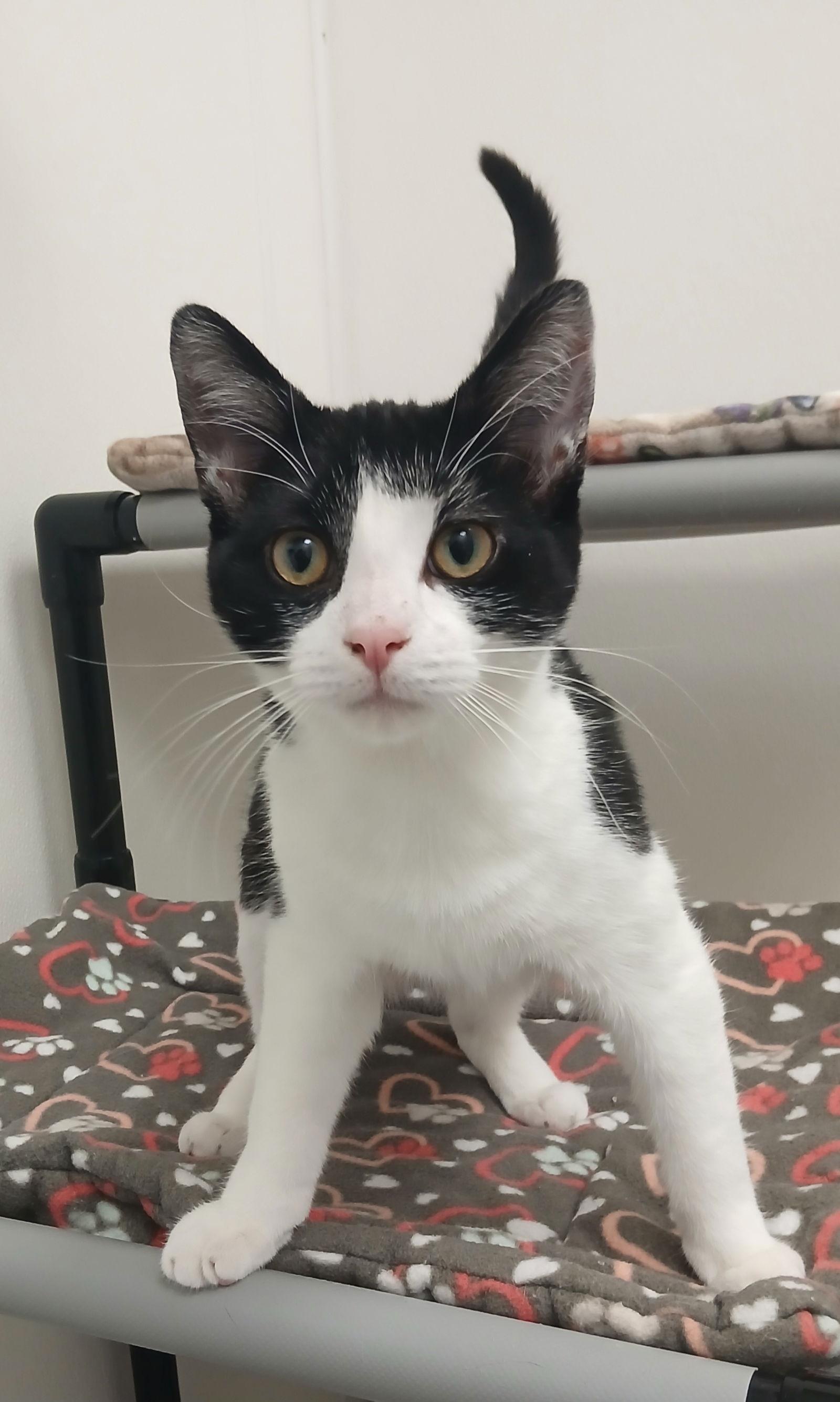 Enlarge Captain Sushi, a Adoptable Domestic Short Hair in Bay City, MI image 1/1