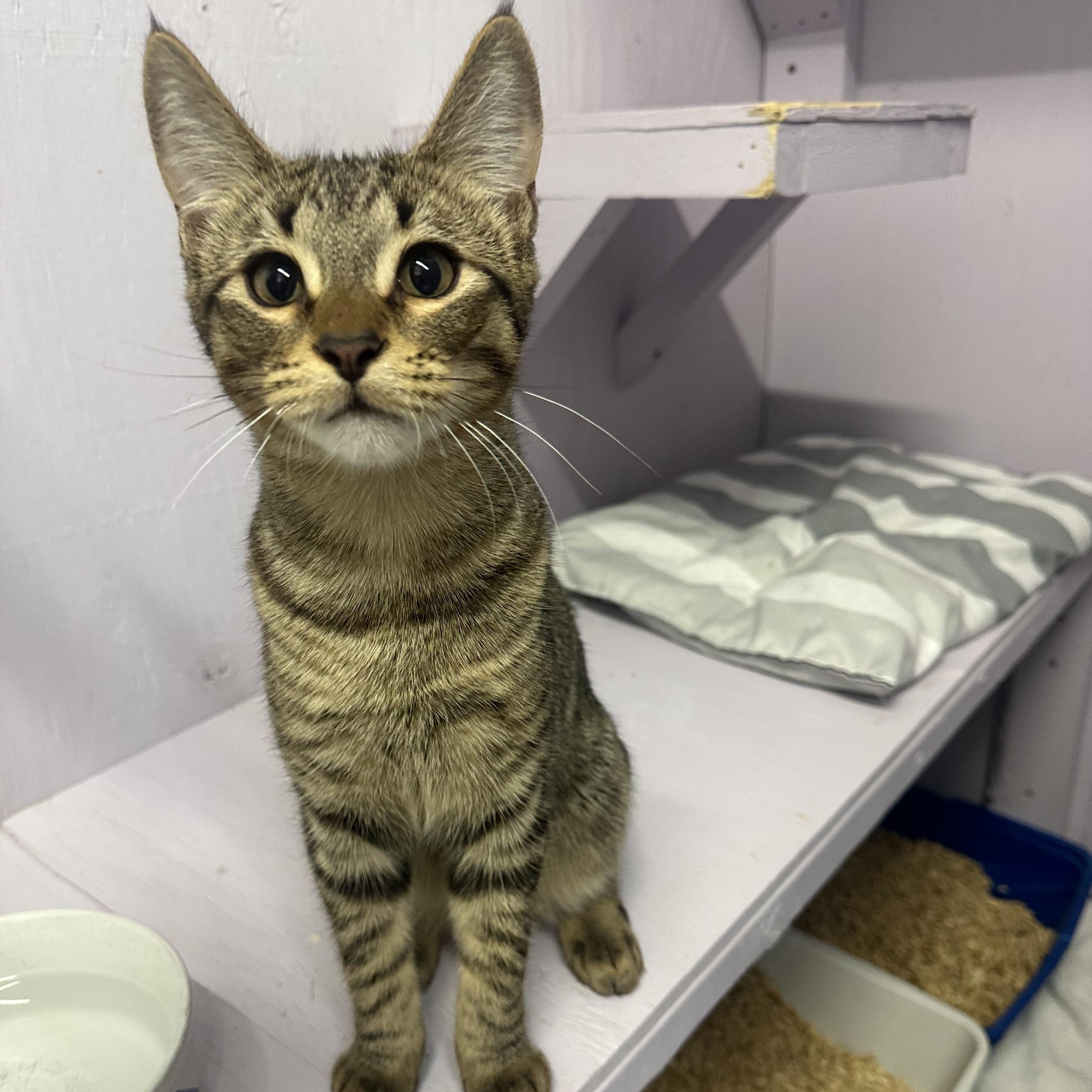 Grog, a Adoptable Domestic Short Hair in Mission, BC image 2/2