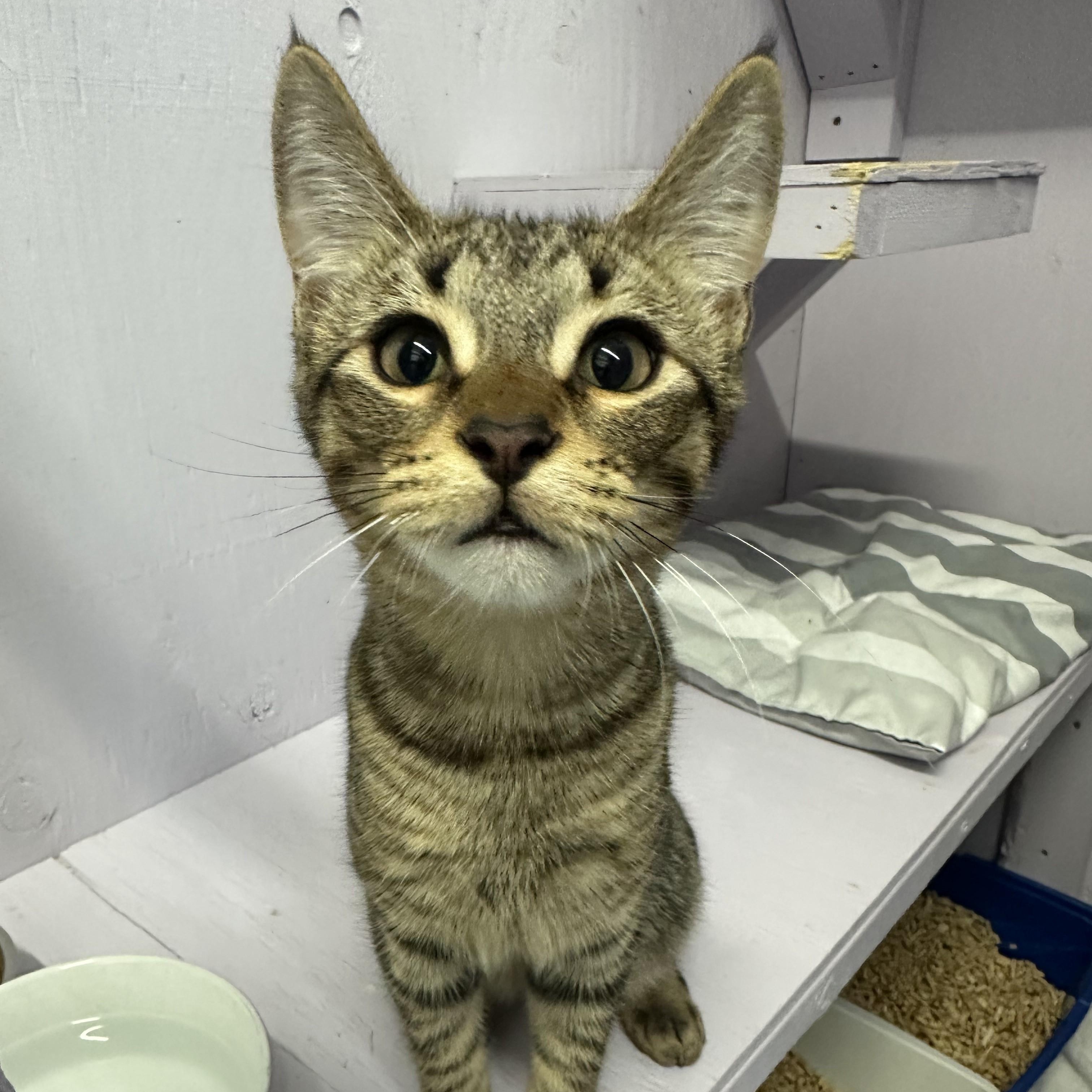 Grog, Adoptable, Kitten Male Domestic Short Hair.