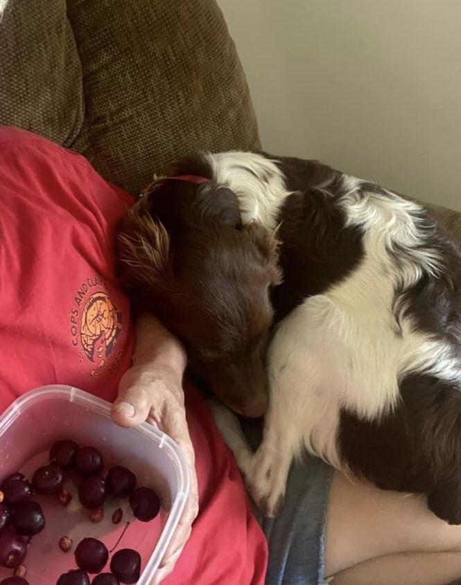 MI/Remington, a Adopted Brittany Spaniel in Baldwinsville, NY image 1/3