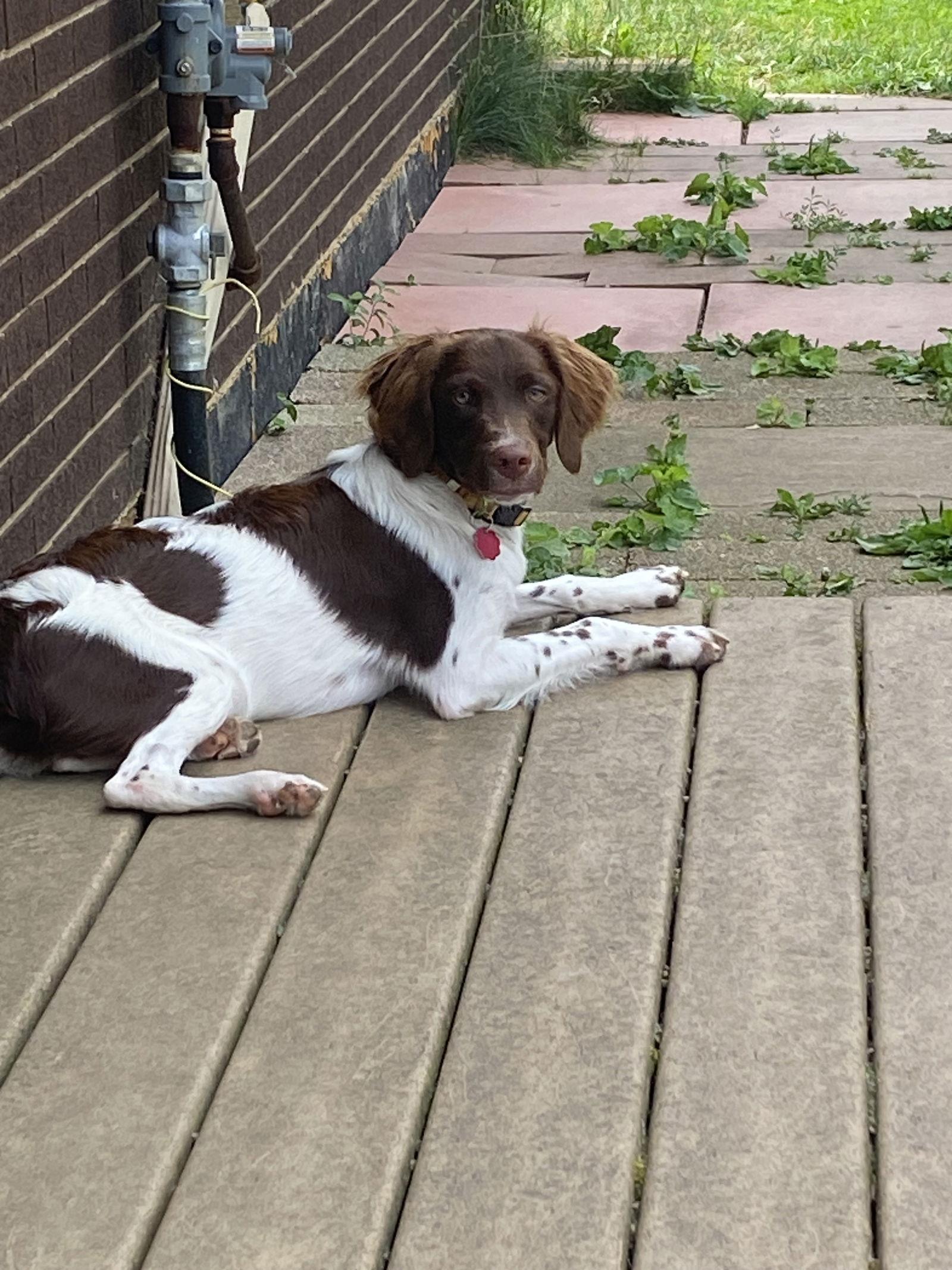 MI/Remington, a Adopted Brittany Spaniel in Baldwinsville, NY image 2/3