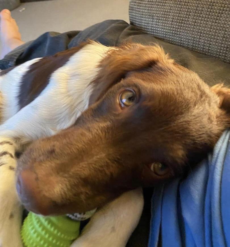 MI/Remington, a Adopted Brittany Spaniel in Baldwinsville, NY image 3/3