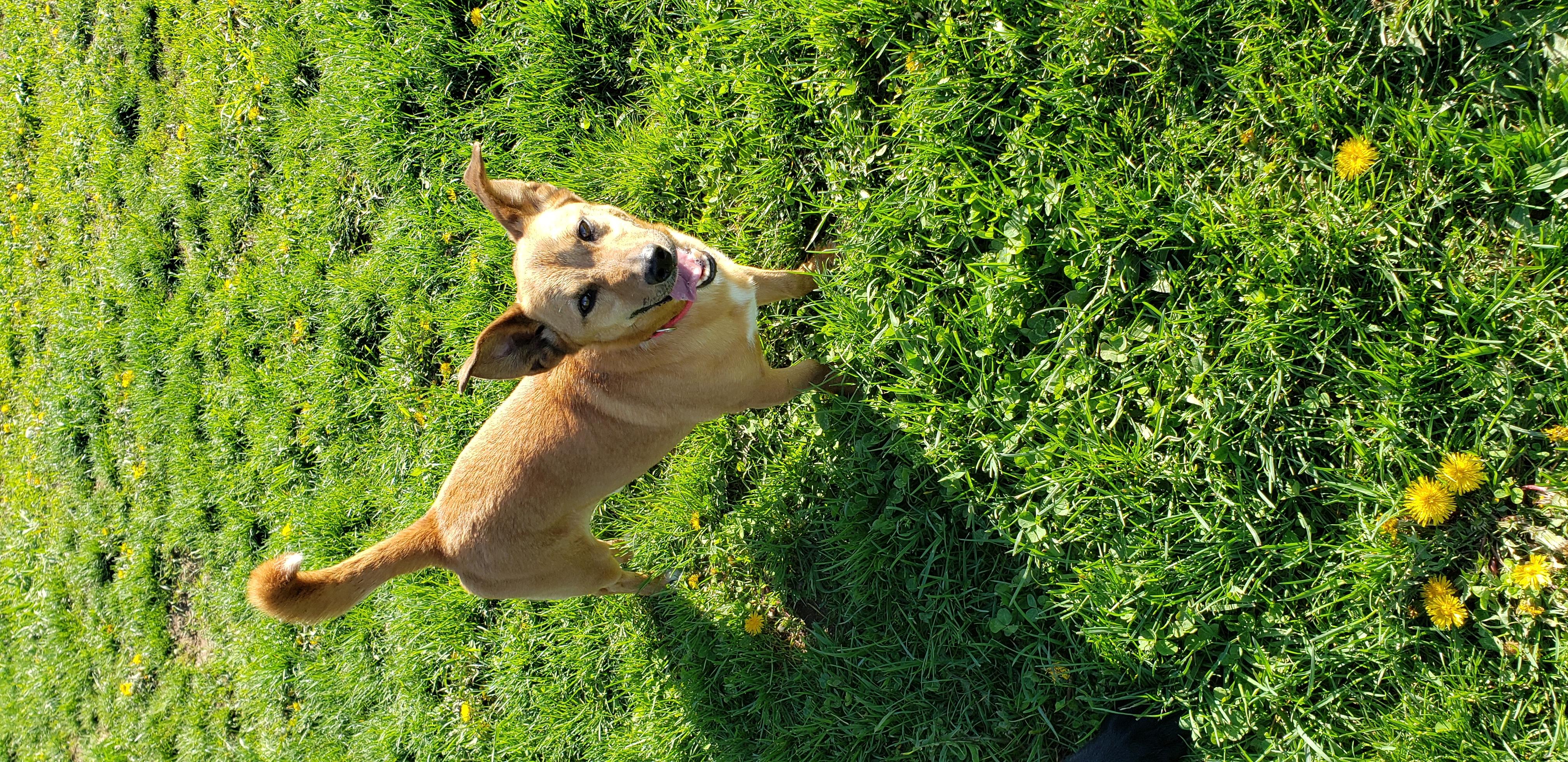 Enlarge Cooper, a Adoptable mixed breed in Middlebury, IN image 1/1