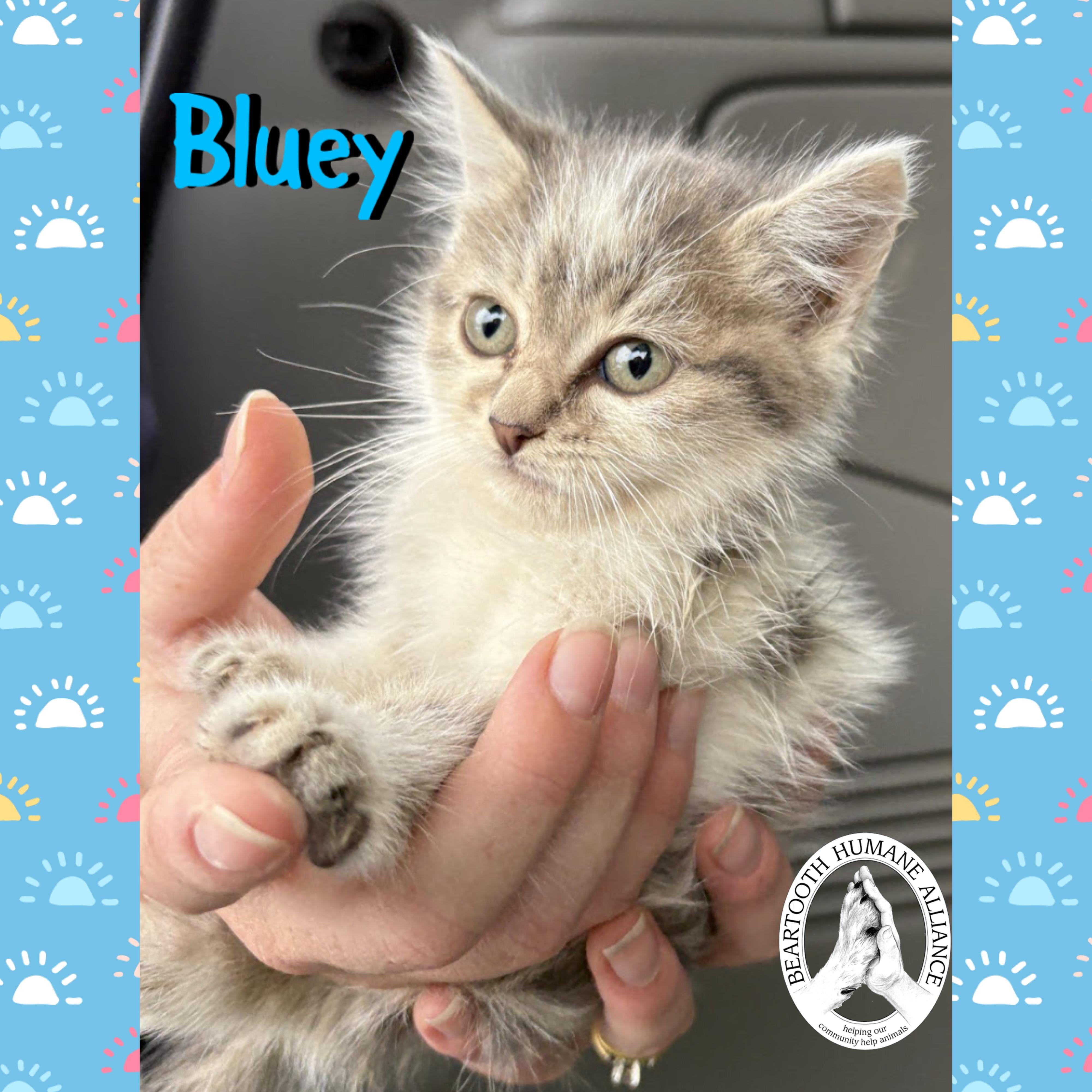 Bluey, Baby Female unknown
