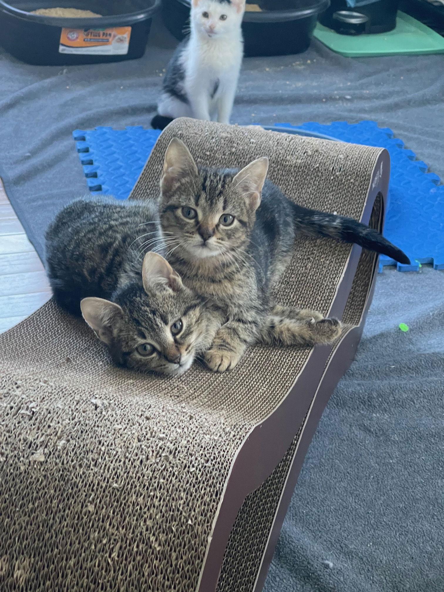 Gamma, Rho and Zeta — thumbnail 2