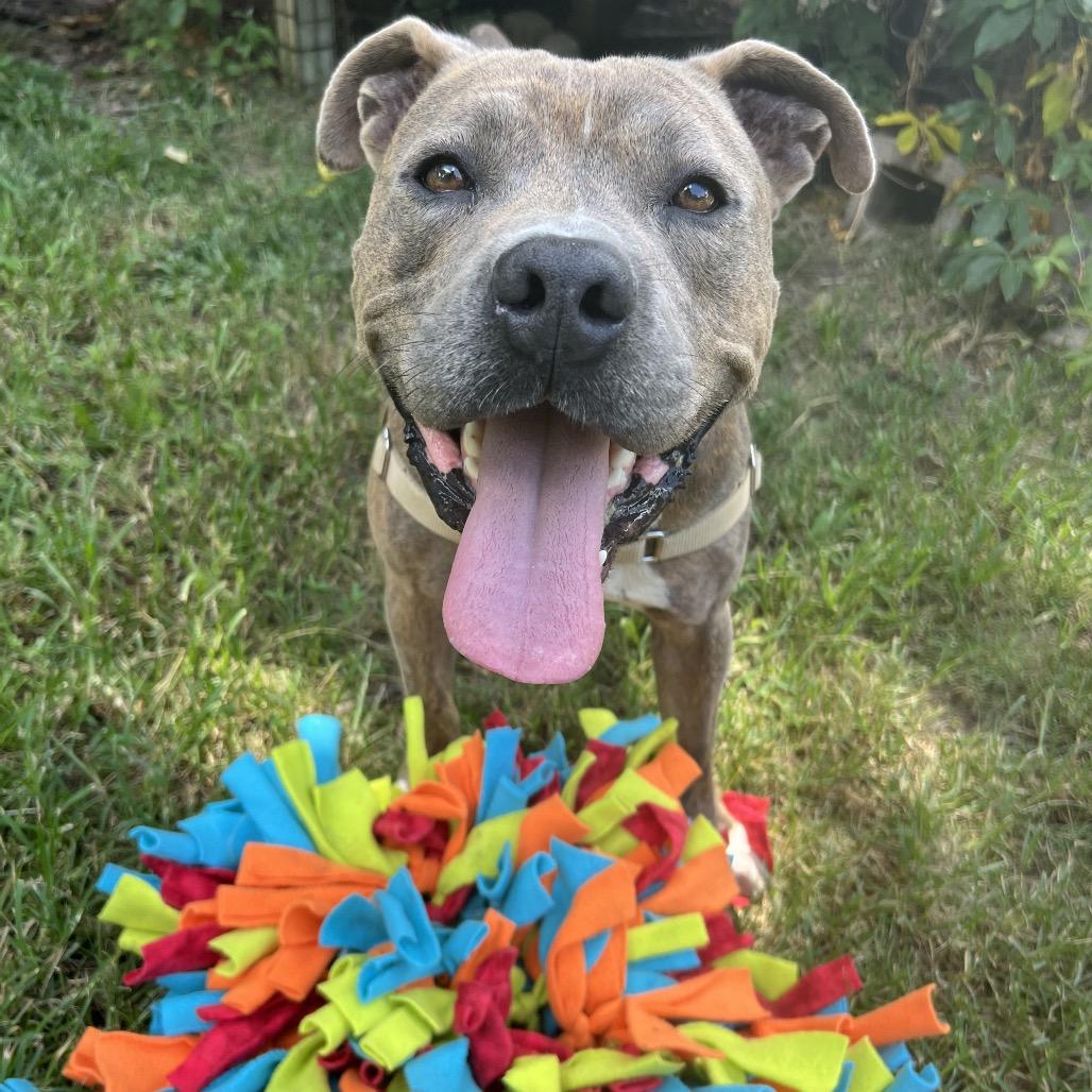 Enlarge Pig Pen, a Adoptable mixed breed in Ogden, UT image 6/6