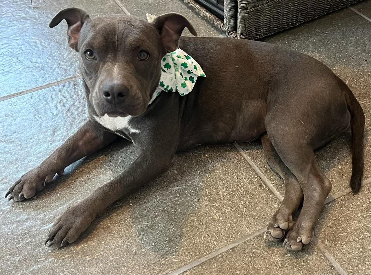 Renatathe  Lb Micro thumbnail 2