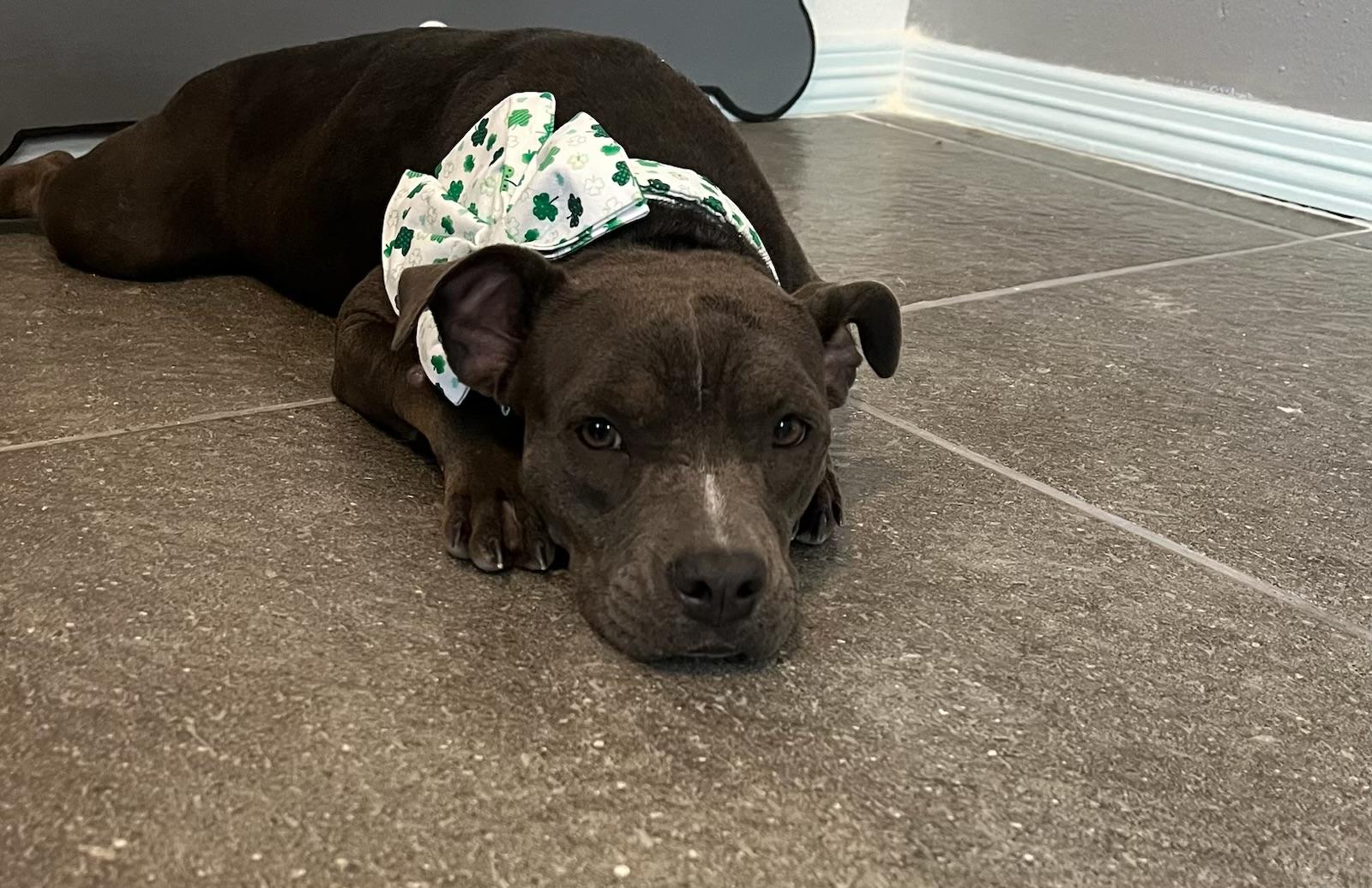 Renatathe  Lb Micro thumbnail 3