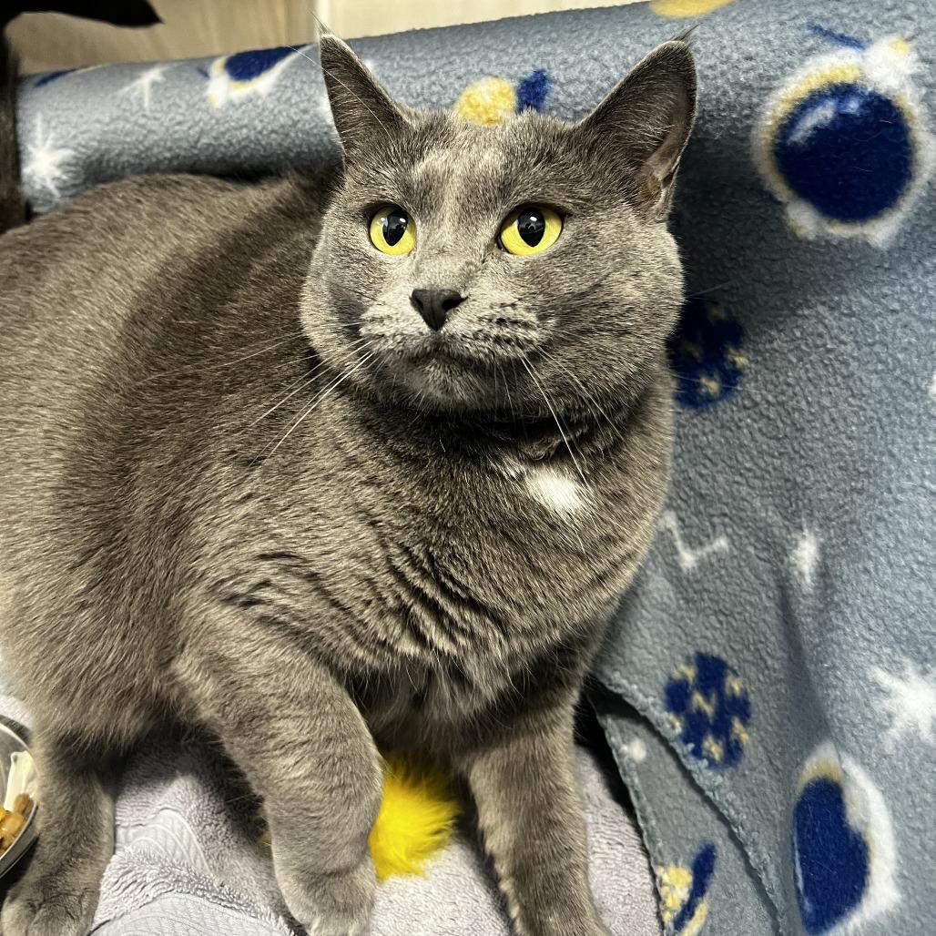 Ermite, a Adoptable Domestic Short Hair in Fort Wayne, IN image 1/5