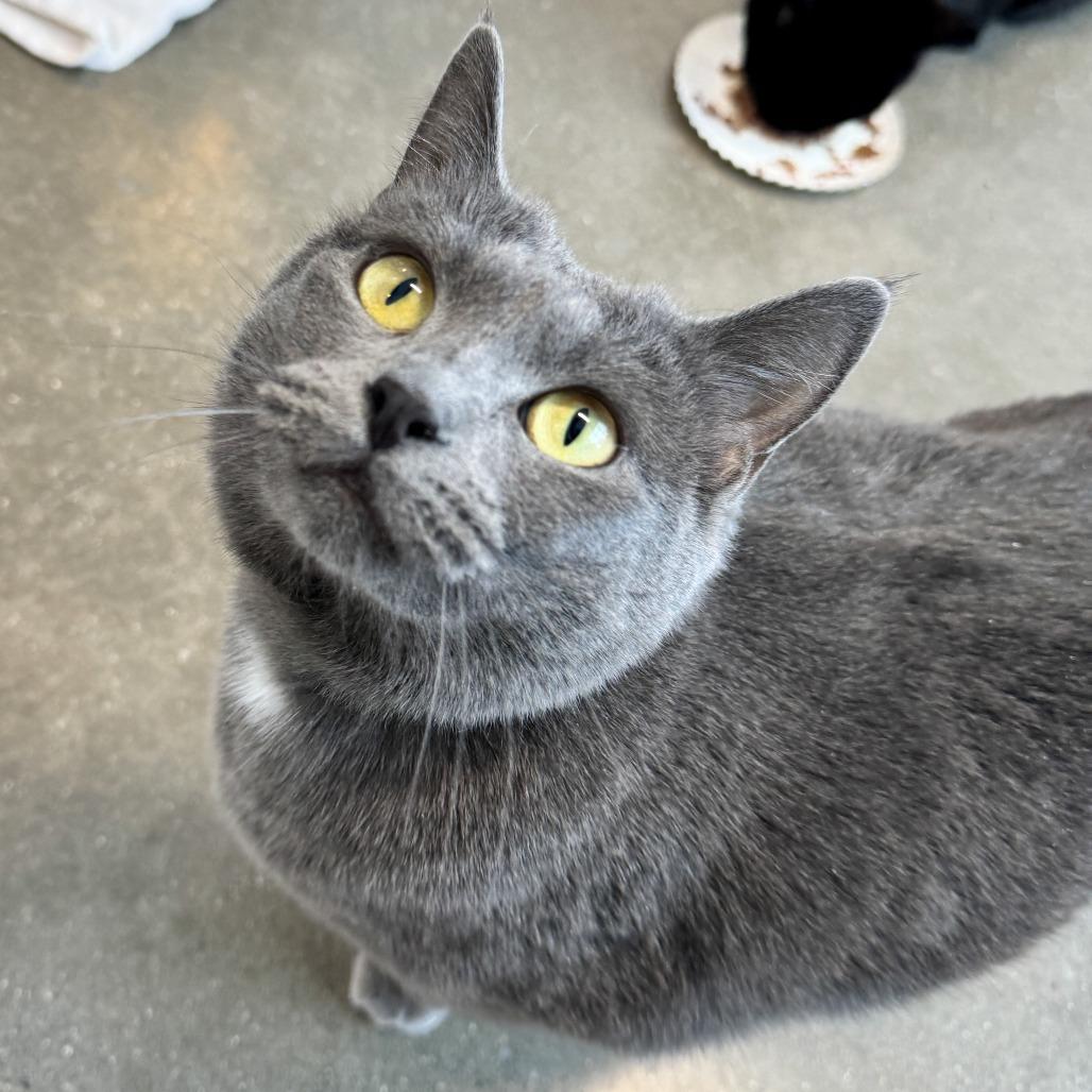 Ermite, a Adoptable Domestic Short Hair in Fort Wayne, IN image 2/5