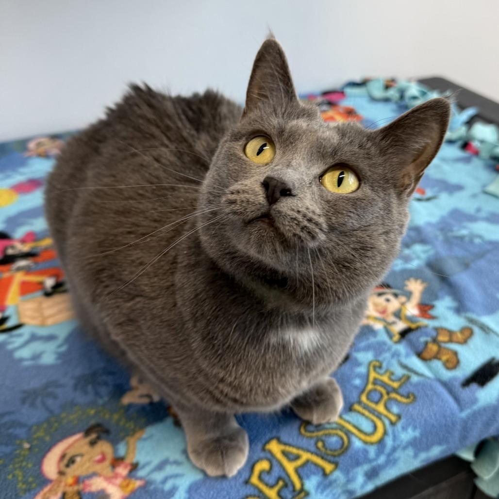 Ermite, a Adoptable Domestic Short Hair in Fort Wayne, IN image 3/5