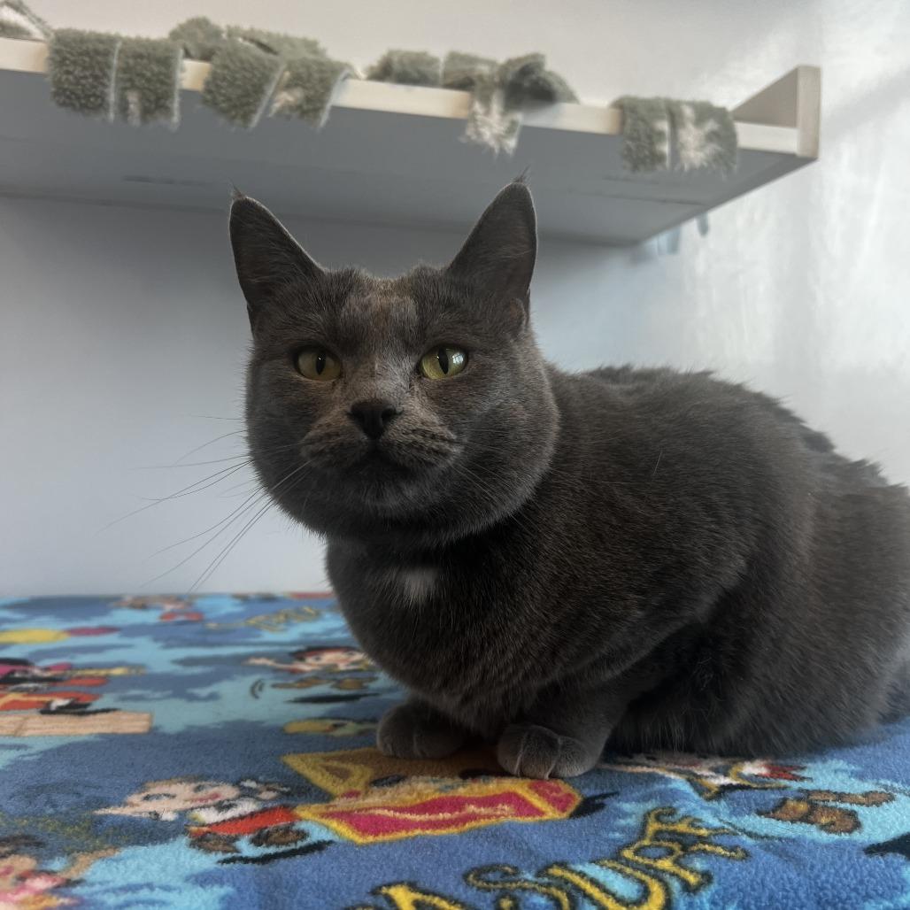 Ermite, a Adoptable Domestic Short Hair in Fort Wayne, IN image 4/5