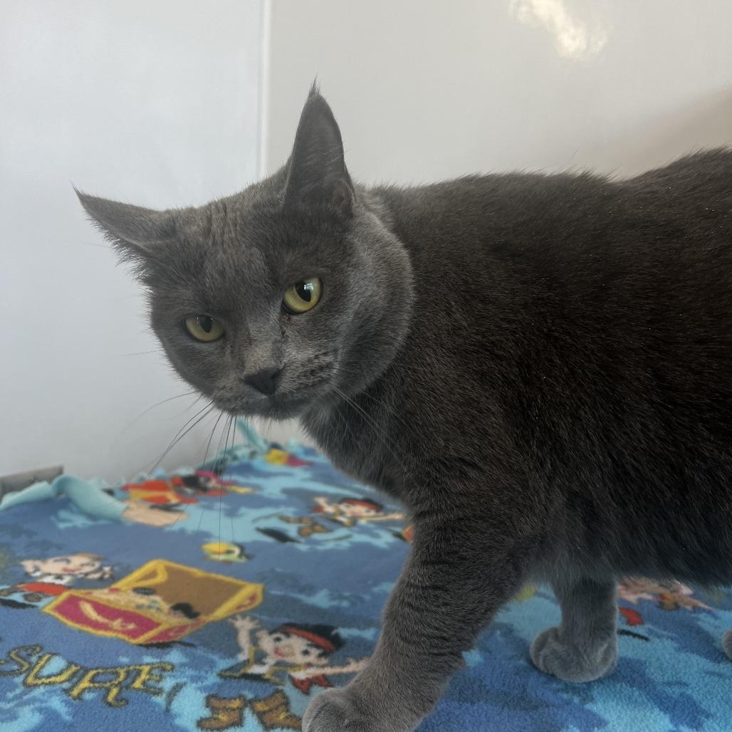 Ermite, a Adoptable Domestic Short Hair in Fort Wayne, IN image 5/5