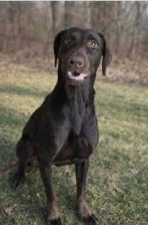 Enlarge Turkey /Pete **Mental Hold**, a found mixed breed in Stafford, VA image 1/1