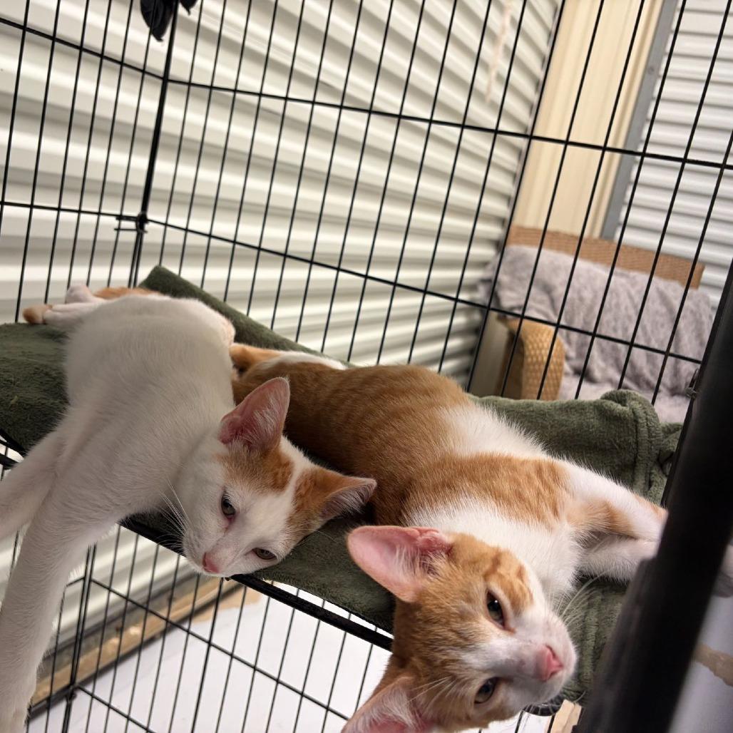 Enlarge Bowie (Bonded to Axel), a Adoptable Domestic Short Hair in Concord, NH image 1/2