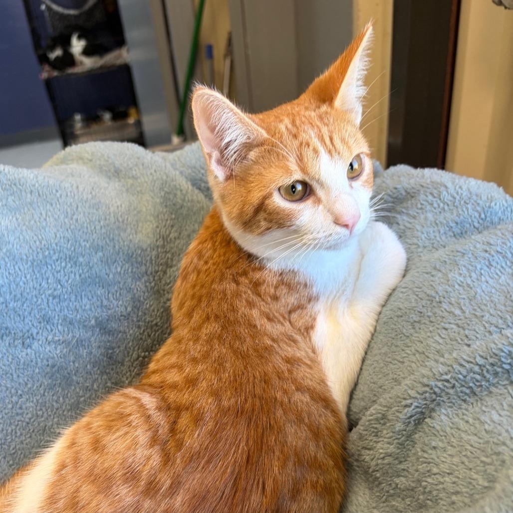 Enlarge Bowie (Bonded to Axel), a Adoptable Domestic Short Hair in Concord, NH image 2/2