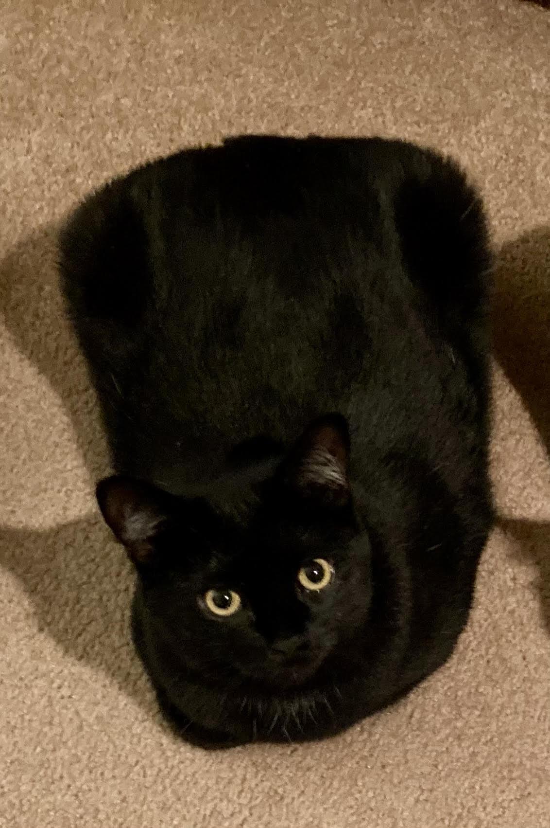 Eloise (Ellie) [Courtesy], Adoptable, Adult Female Domestic Short Hair.