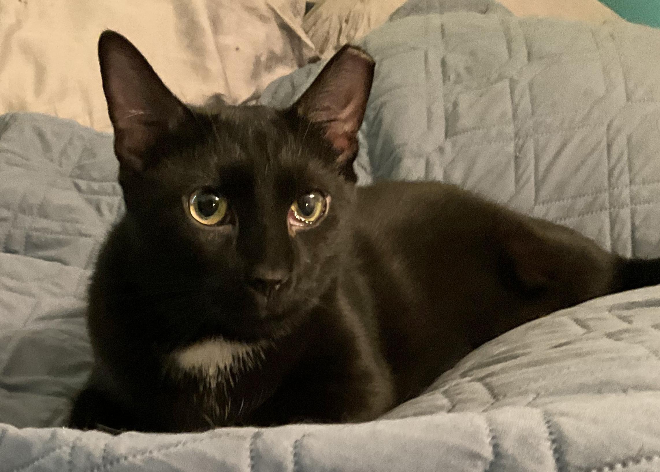 Enlarge Capt. Jack Sparrow, a Adoptable Domestic Short Hair in Harrisburg, PA image 1/4