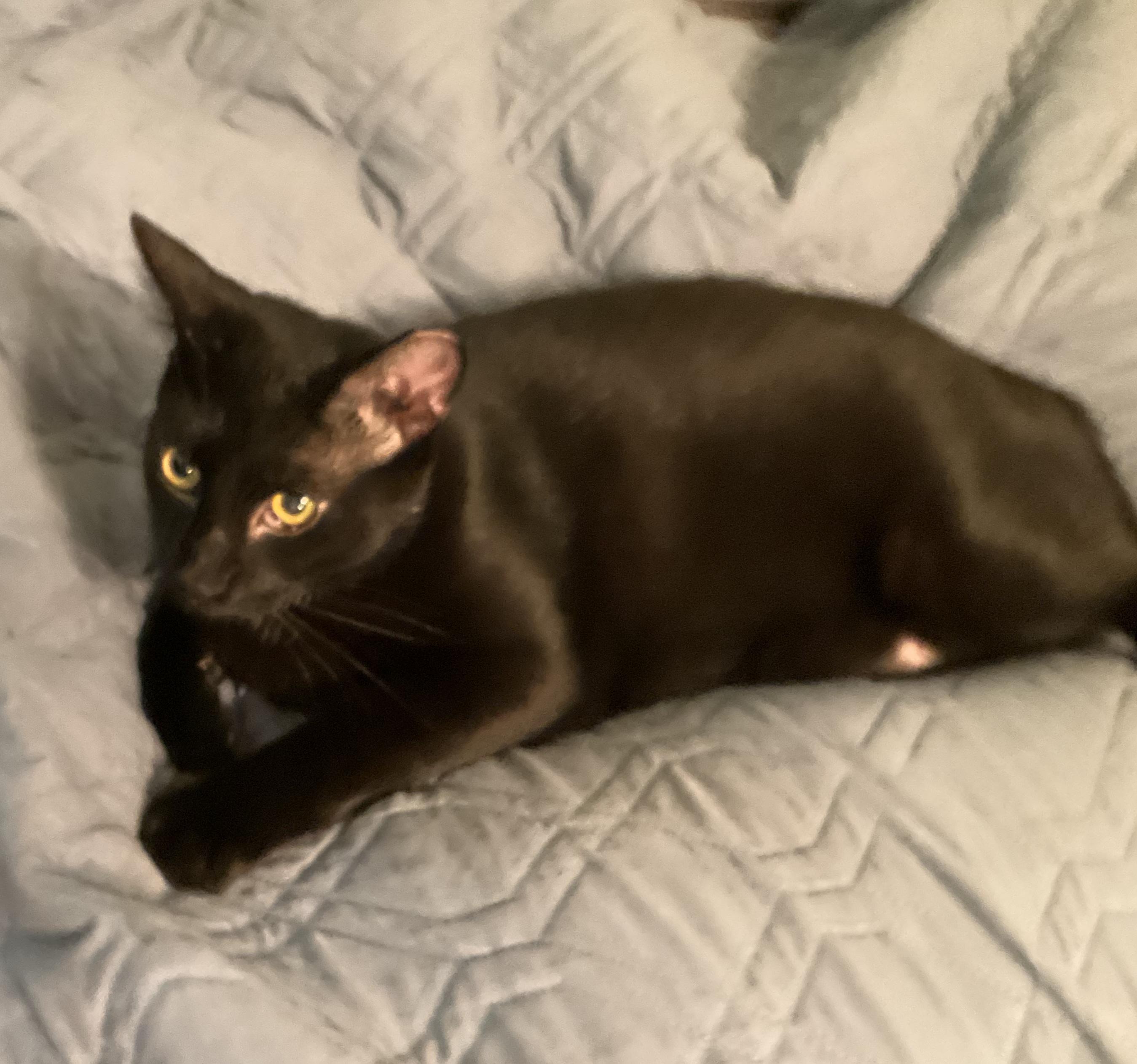 Enlarge Capt. Jack Sparrow, a Adoptable Domestic Short Hair in Harrisburg, PA image 4/4