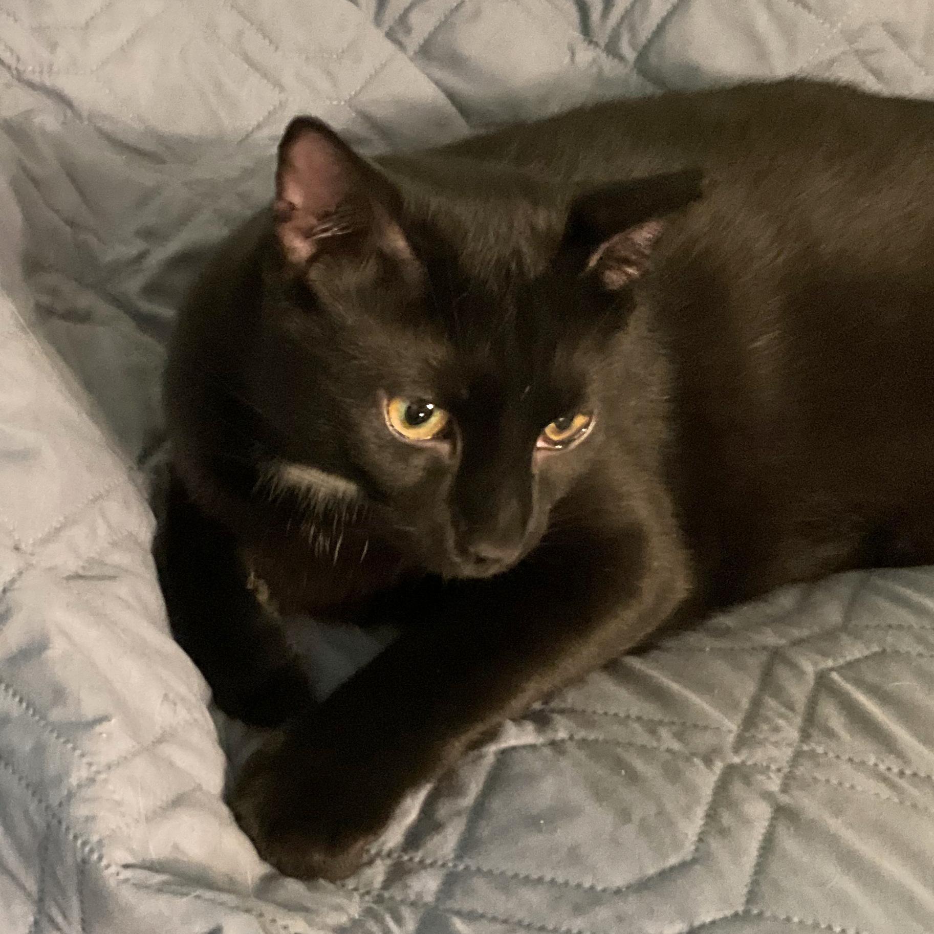 Enlarge Capt. Jack Sparrow, a Adoptable Domestic Short Hair in Harrisburg, PA image 3/4