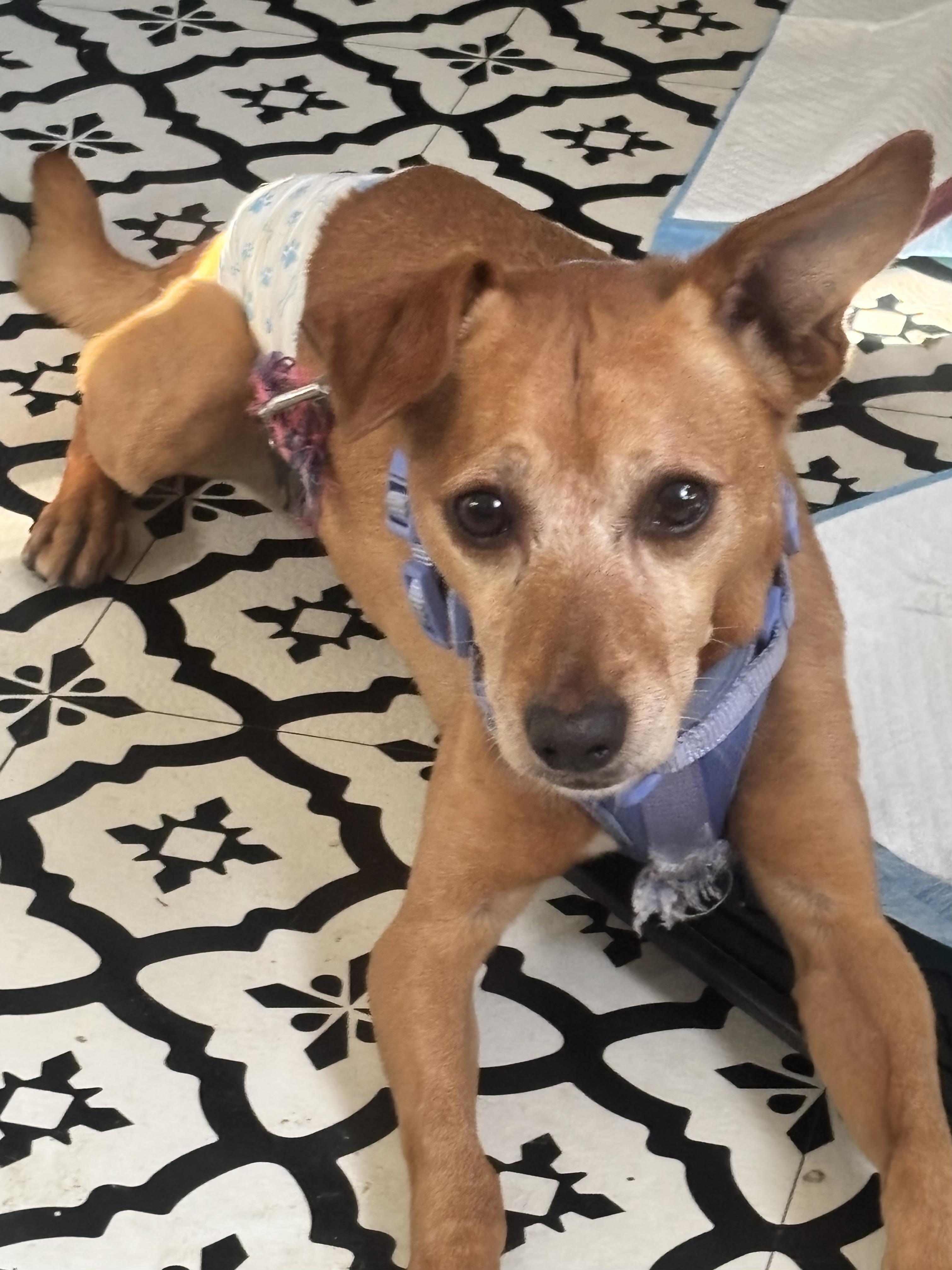 Enlarge Taco, a Adoptable mixed breed in Thousand Oaks, CA image 6/6