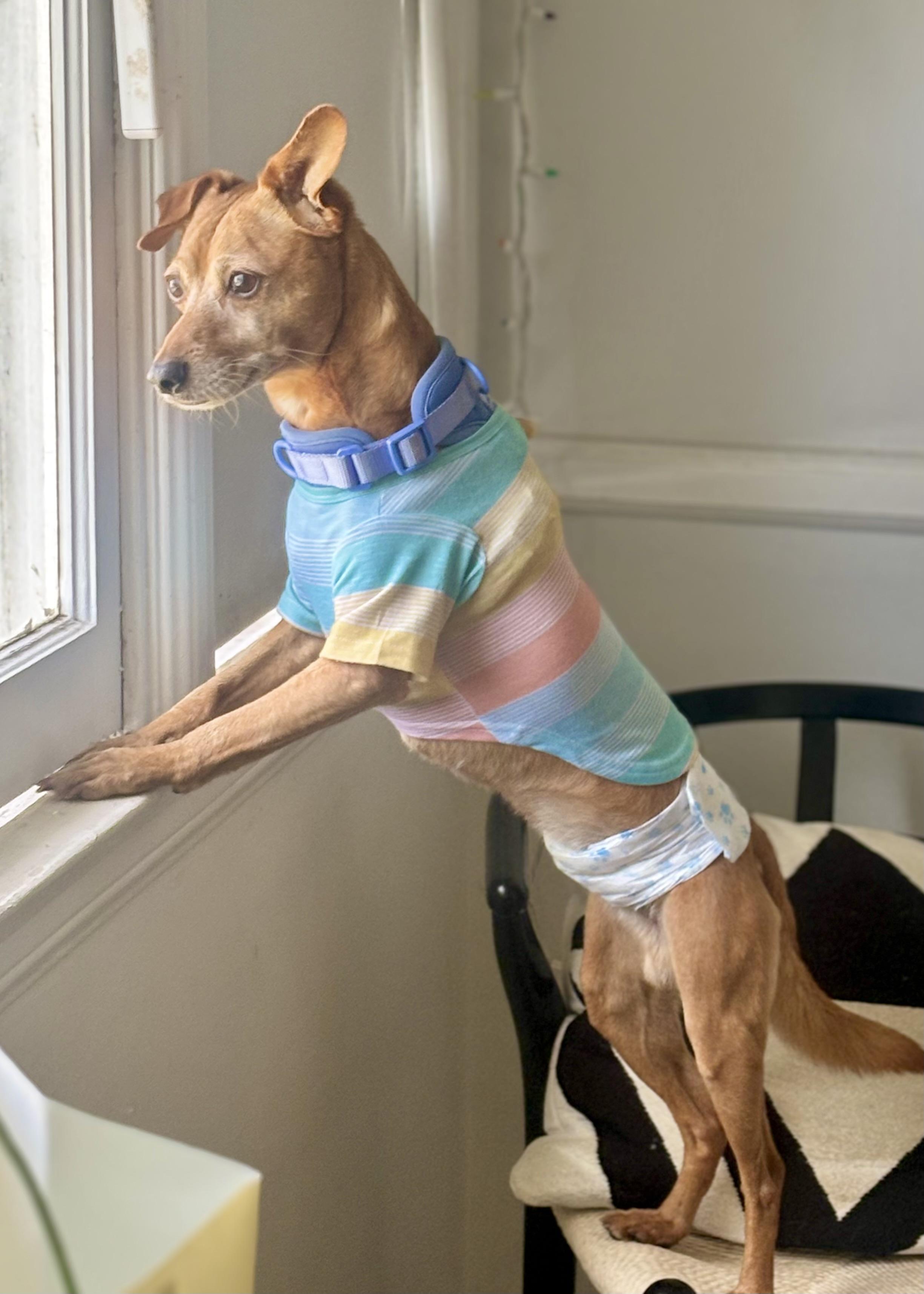 Taco, Adoptable, Adult Male Chihuahua & Mixed Breed.