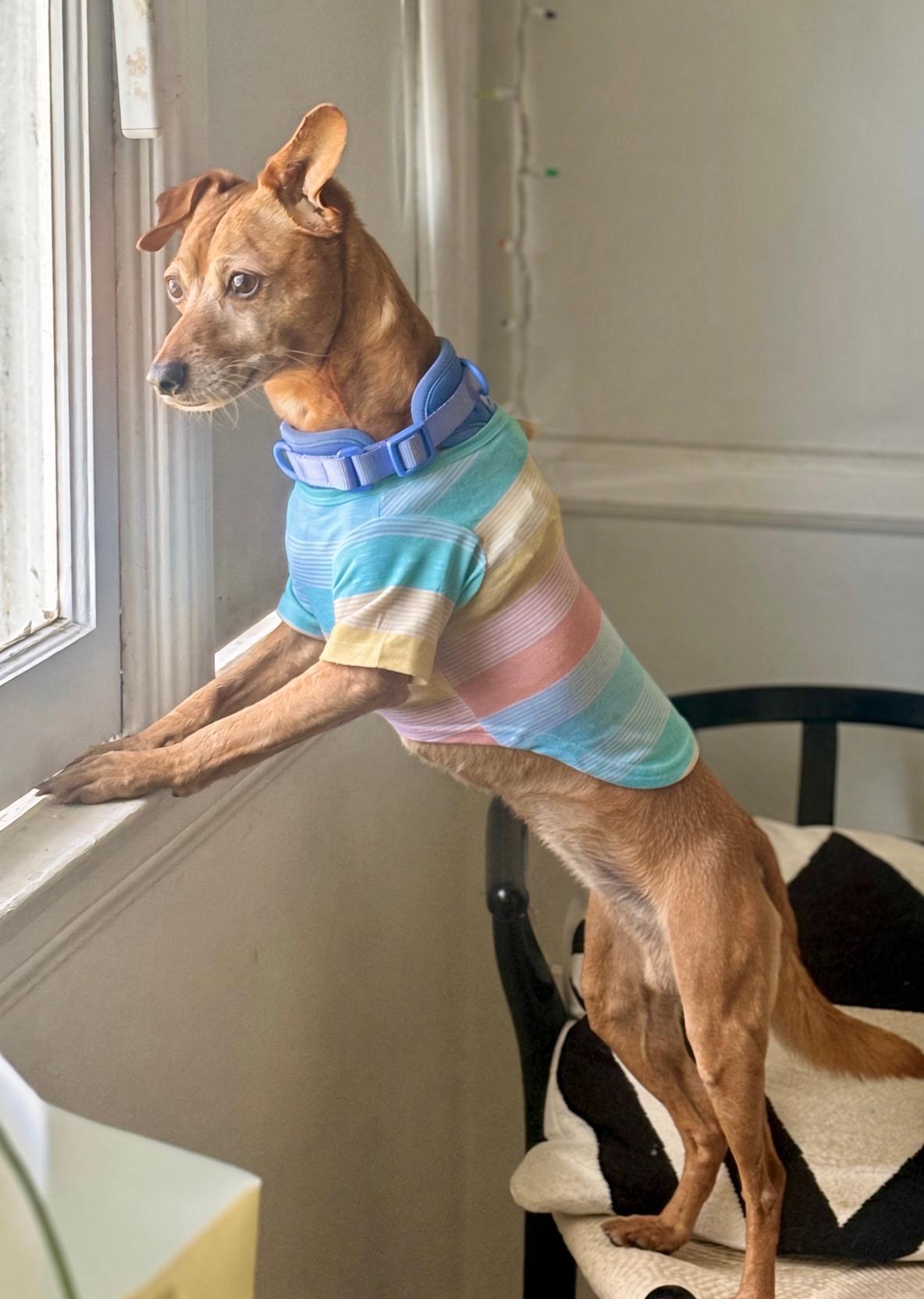Enlarge Taco, a Adopted mixed breed in Thousand Oaks, CA image 1/6
