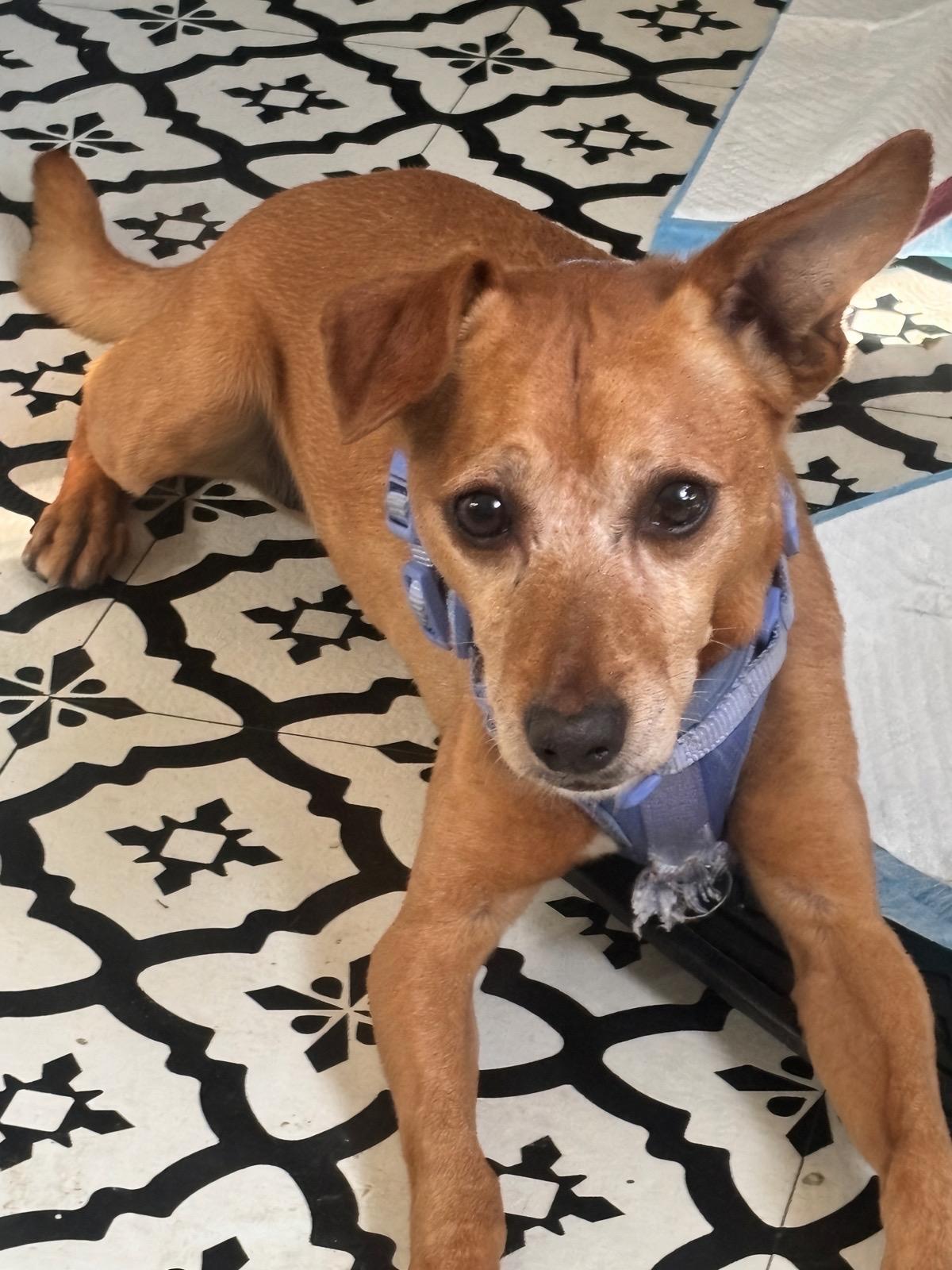 Enlarge Taco, a Adopted mixed breed in Thousand Oaks, CA image 2/6