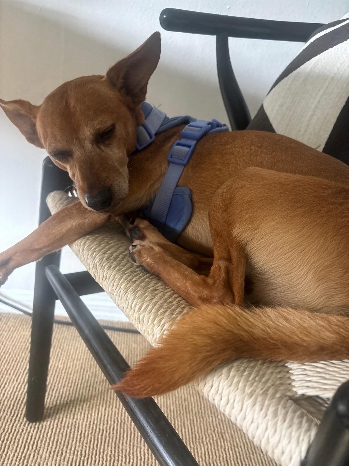Enlarge Taco, a Adopted mixed breed in Thousand Oaks, CA image 4/6