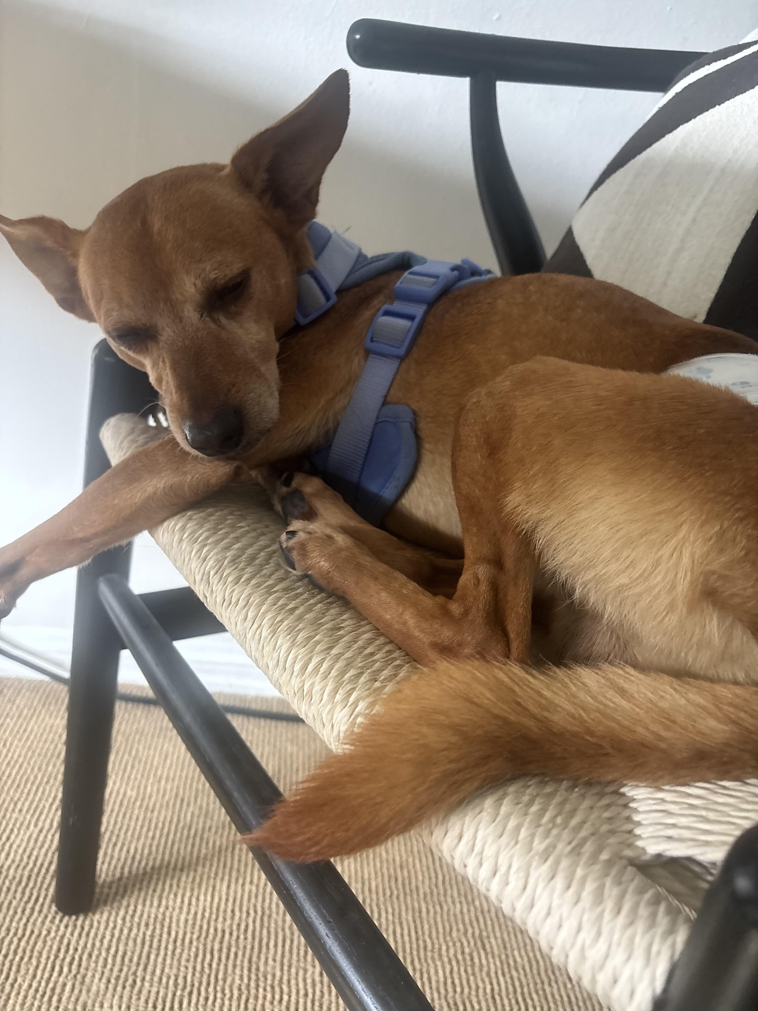 Enlarge Taco, a Adoptable mixed breed in Thousand Oaks, CA image 5/6