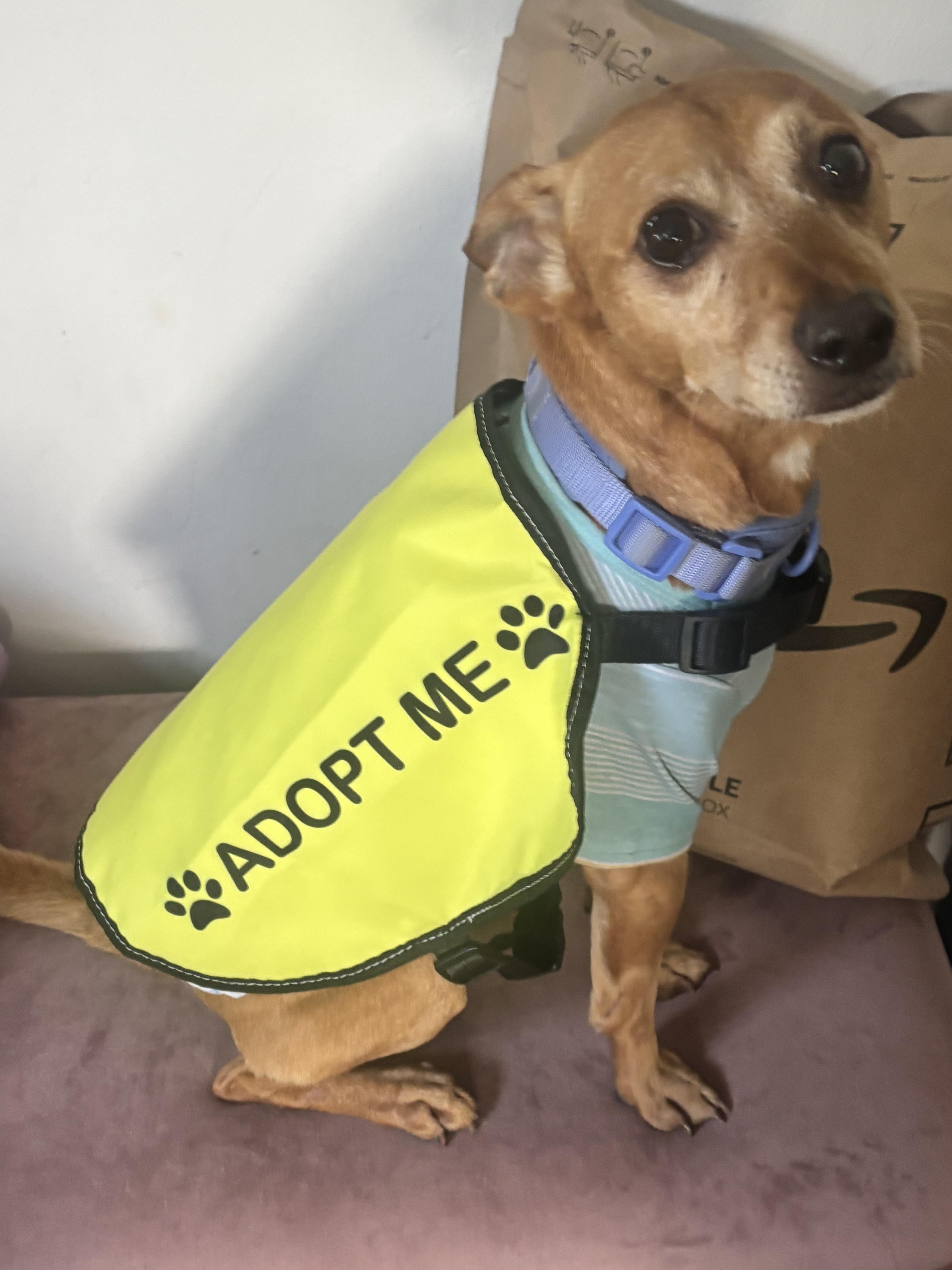 Enlarge Taco, a Adoptable mixed breed in Thousand Oaks, CA image 4/6