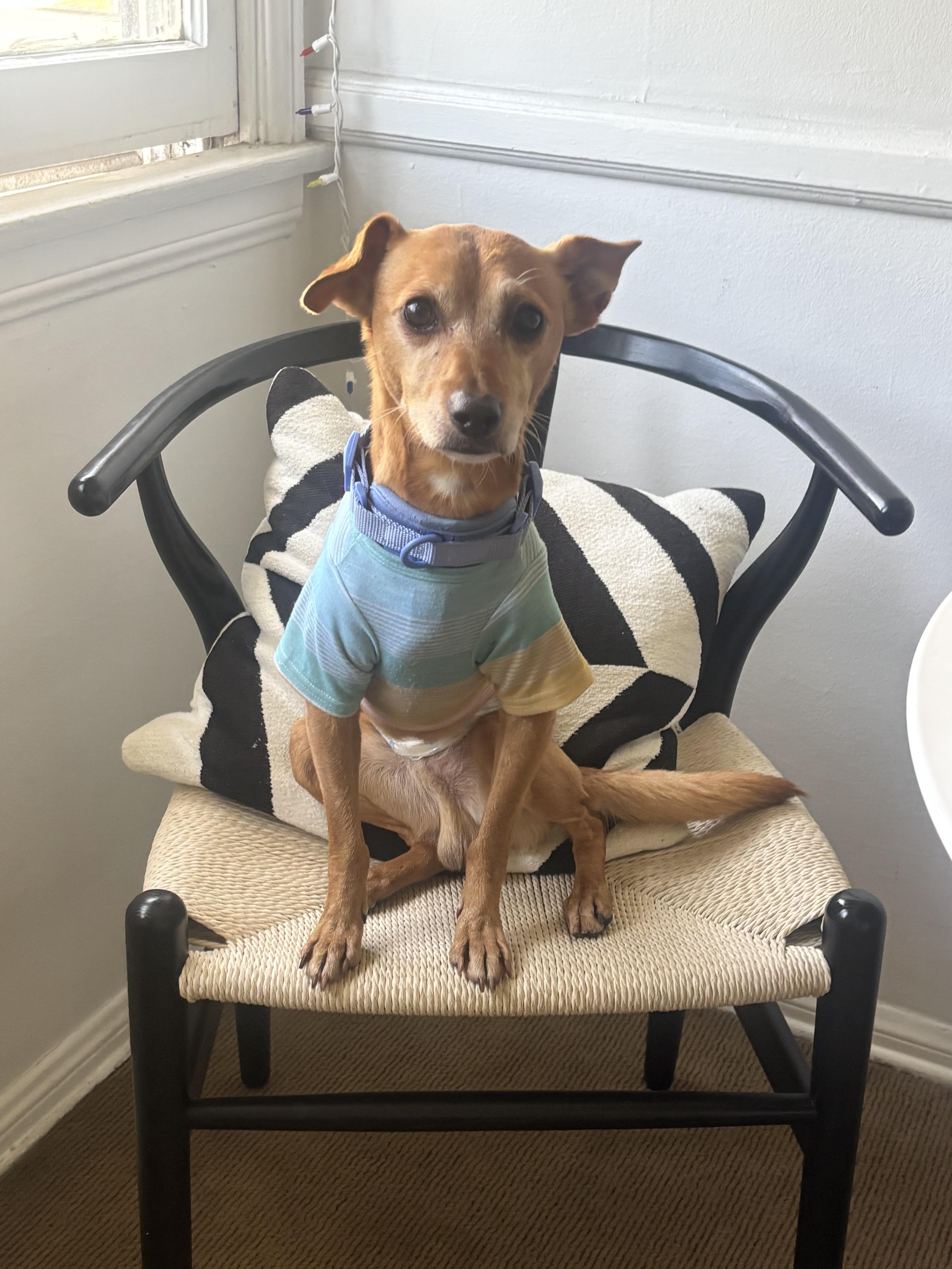Enlarge Taco, a Adoptable mixed breed in Thousand Oaks, CA image 3/6