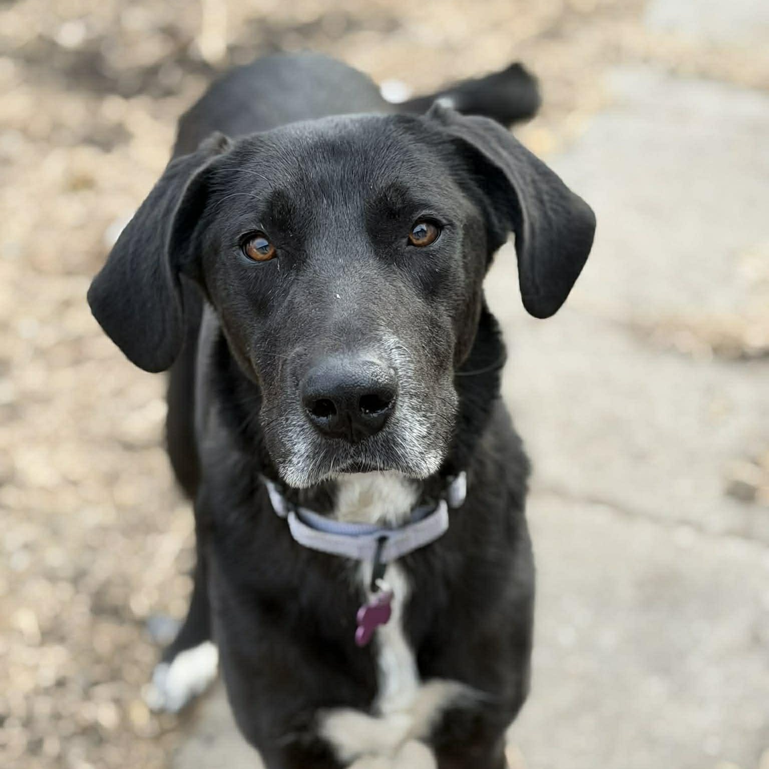Millie, Adoptable, Young Female Great Dane & Mountain Cur.