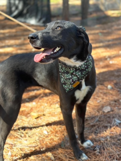 Enlarge Millie, a Adoptable mixed breed in Des Moines, IA image 4/6