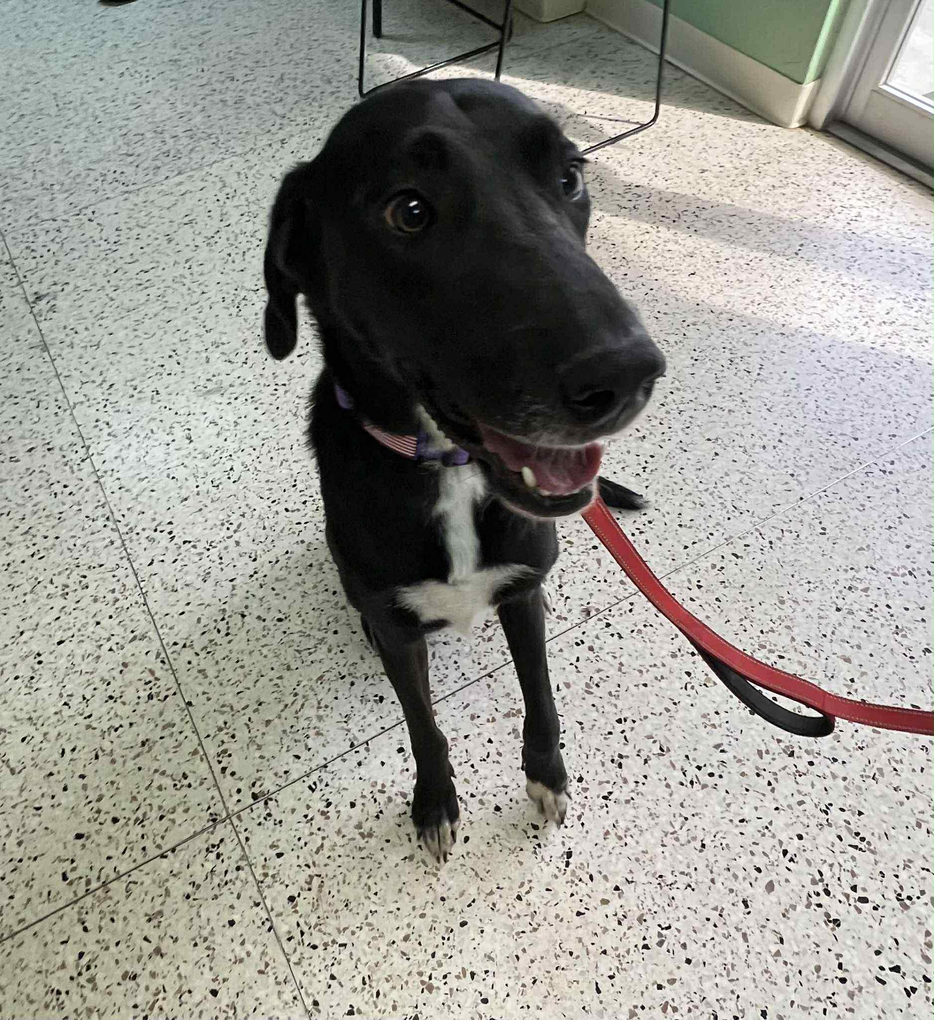 Enlarge Millie, a Adoptable mixed breed in Des Moines, IA image 2/6