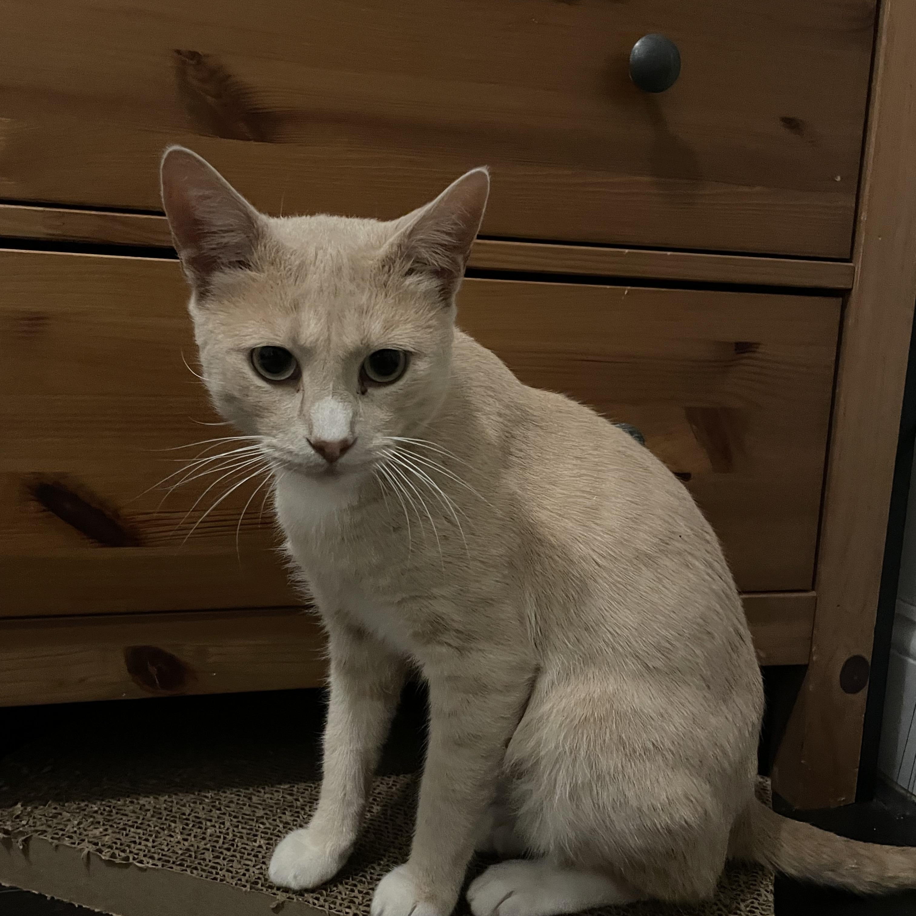 Enlarge Nutmeg, a Adoptable American Shorthair in Brooklyn, NY image 3/5