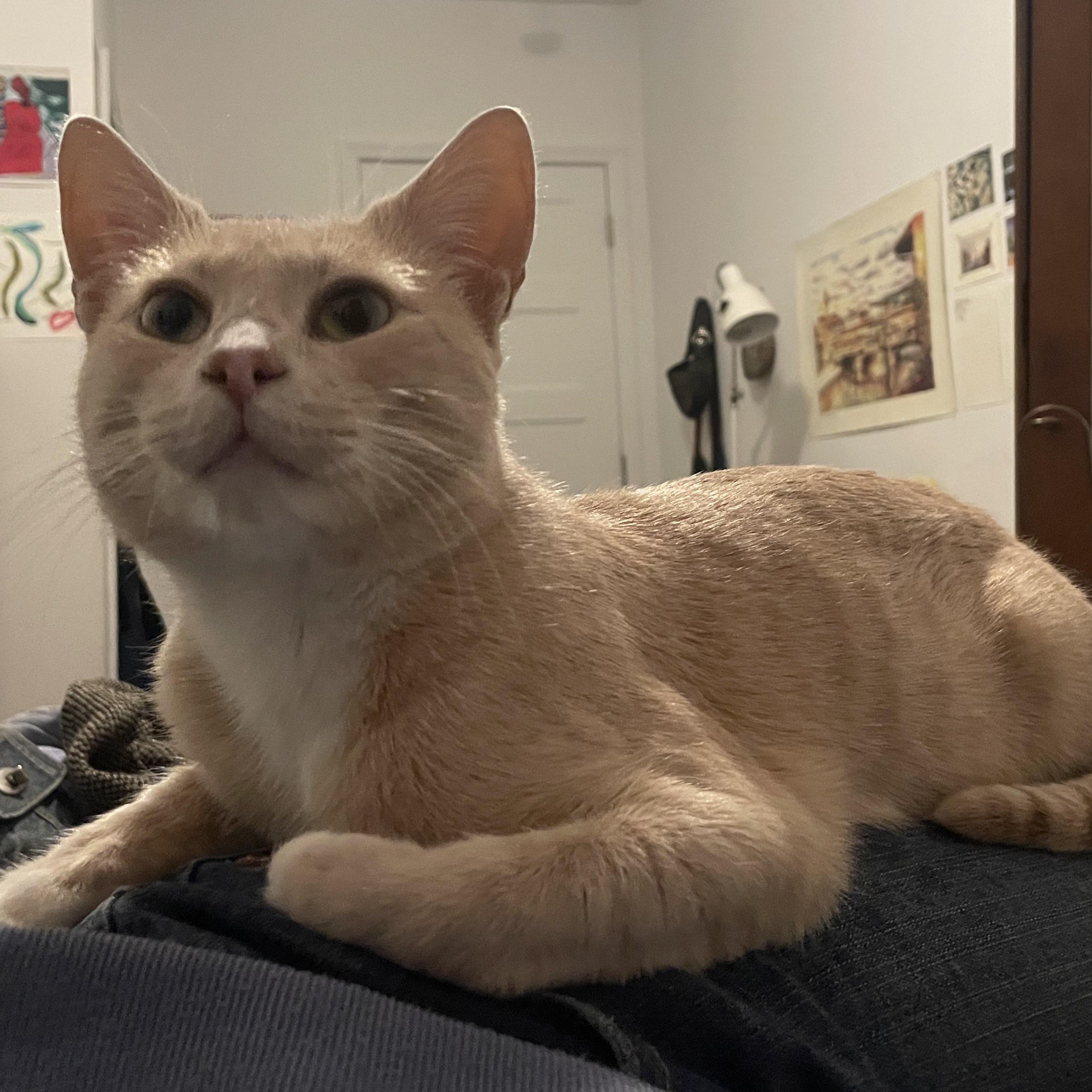 Enlarge Nutmeg, a Adoptable American Shorthair in Brooklyn, NY image 2/5