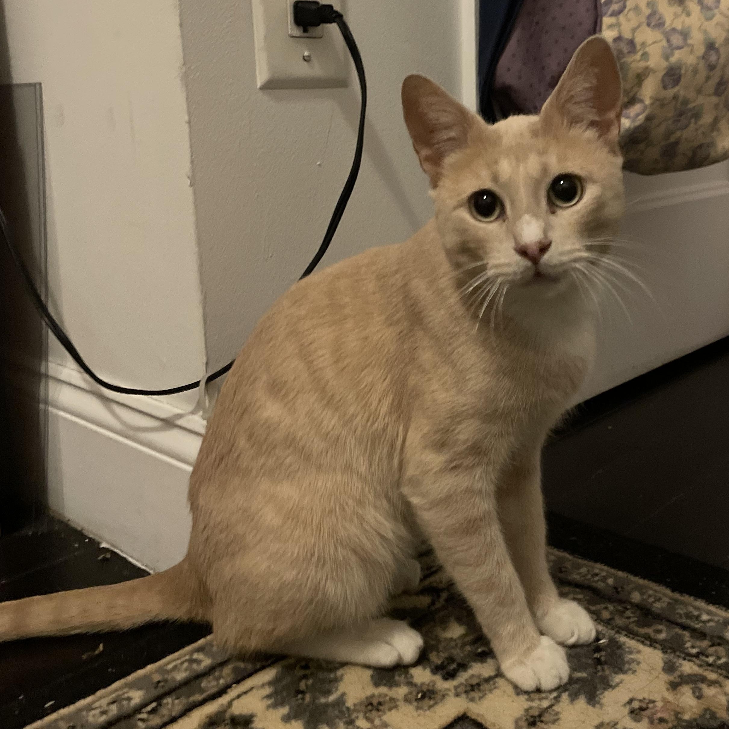 Enlarge Nutmeg, a Adoptable American Shorthair in Brooklyn, NY image 1/5