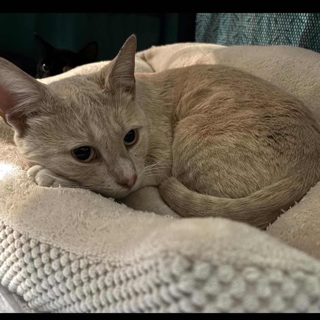 Nutmeg, Adoptable, Young Male American Shorthair.