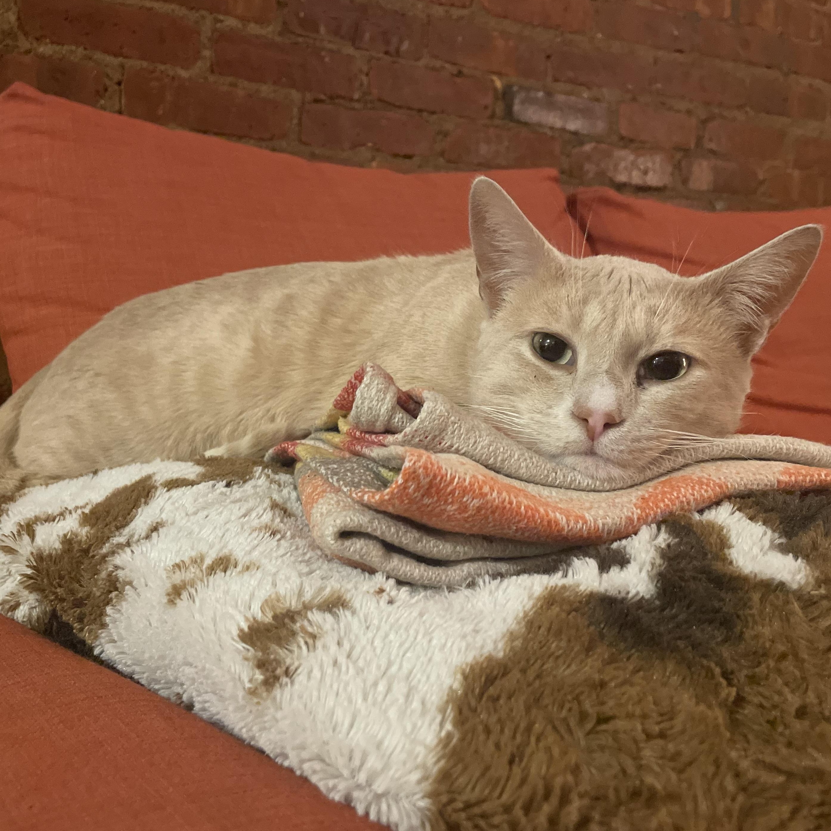 Enlarge Nutmeg, a Adoptable American Shorthair in Brooklyn, NY image 4/5