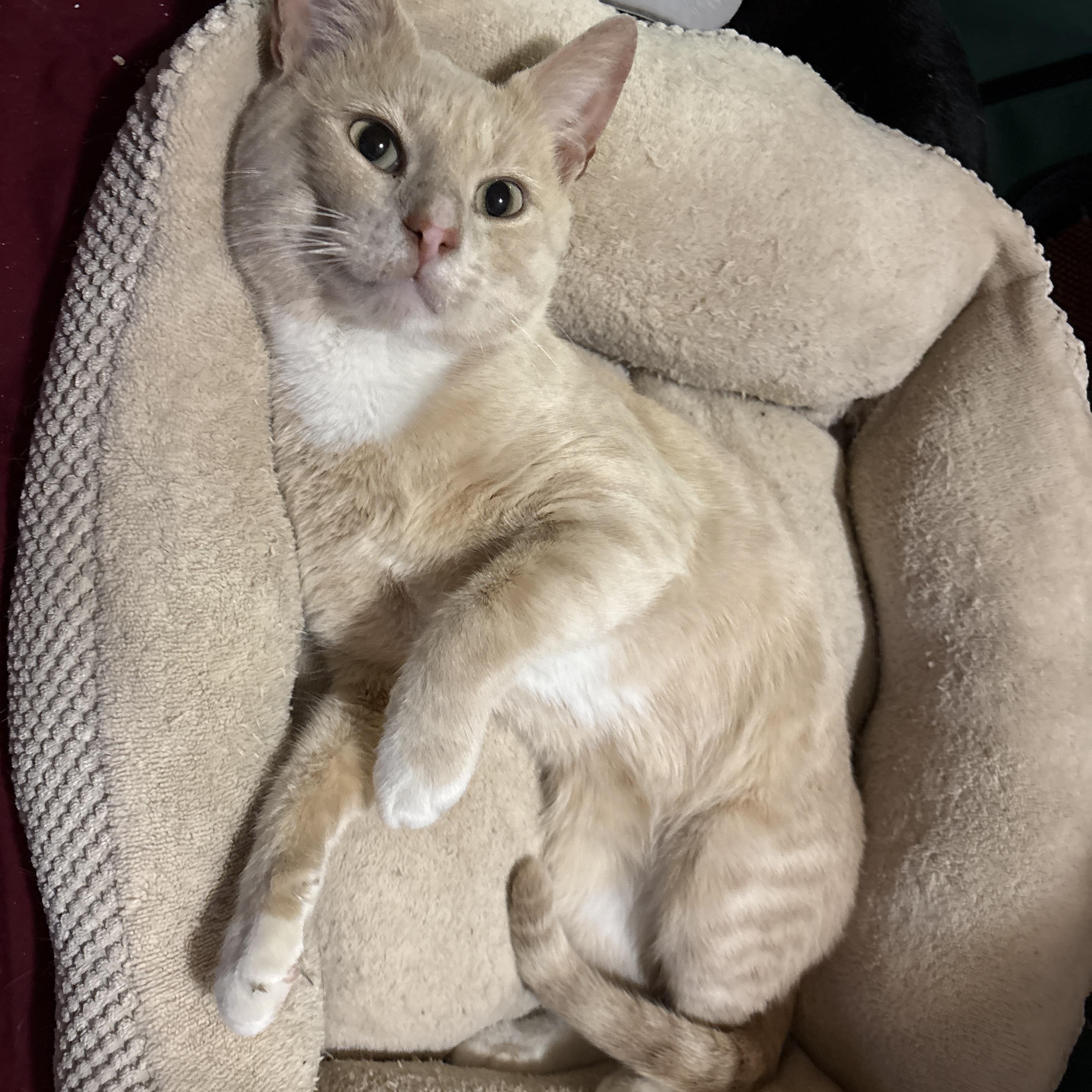 Enlarge Nutmeg, a Adoptable American Shorthair in Brooklyn, NY image 1/2